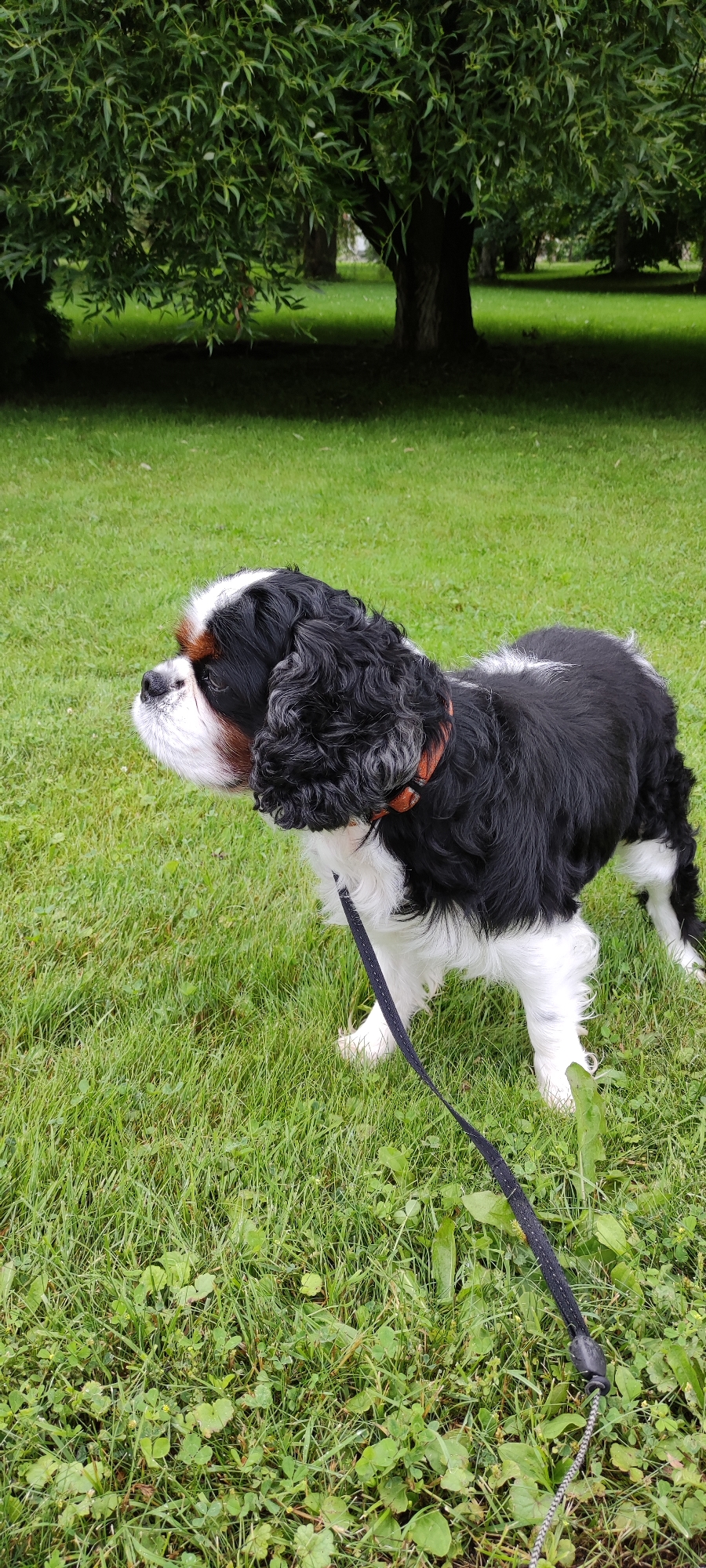 A tricolor Cavalier King Charles Spaniel stands on a grassy lawn under the shade of a large tree. The dog is facing left, with its head tilted up. The dog has black, white, and tan markings. A black leash is attached to its collar and trails on the ground. The background consists of more grass and trees. The scene appears to be in a park or residential area in Rosinka, Russia.