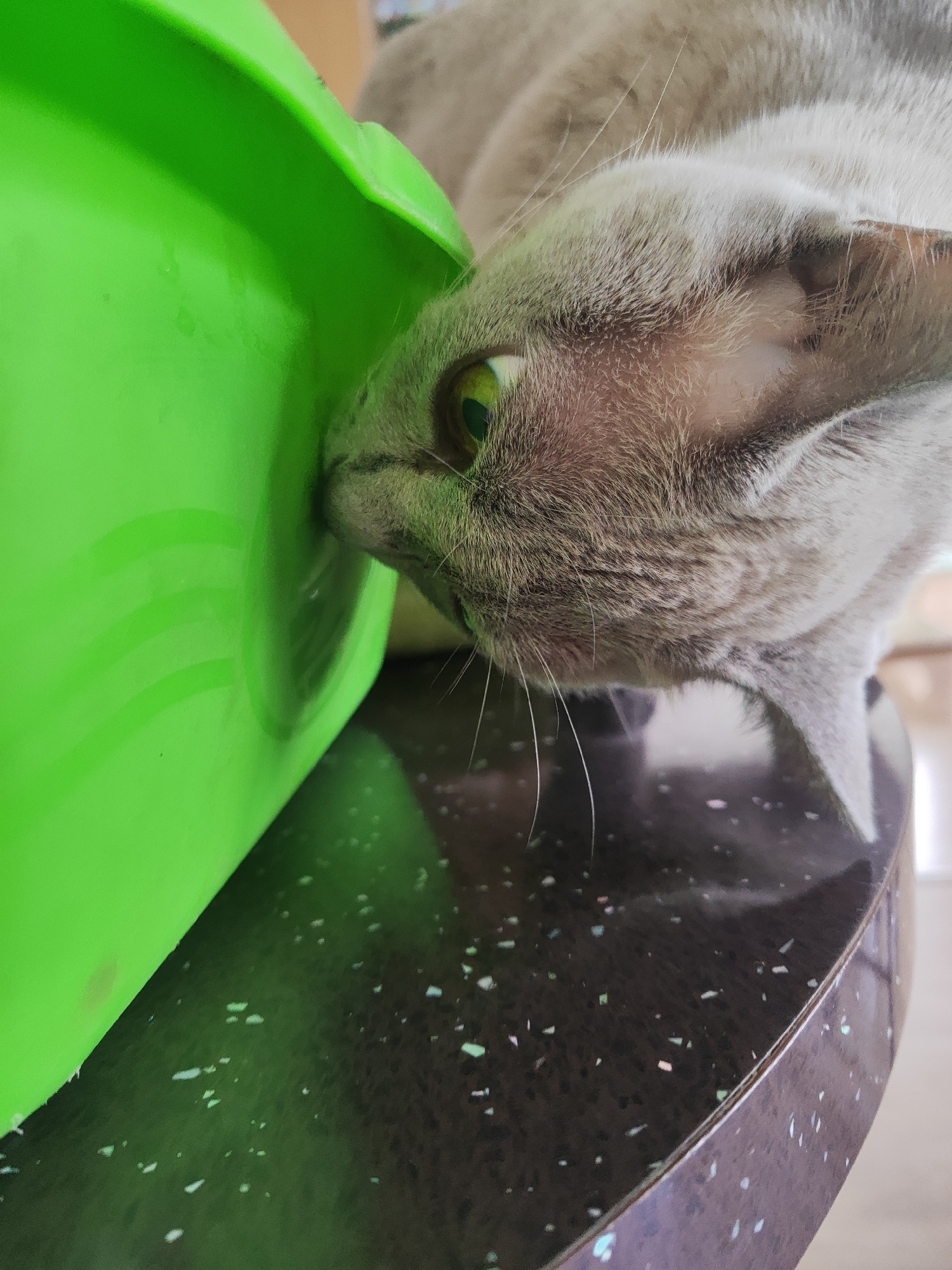 A close-up, head-on shot shows a gray cat with green eyes sniffing or licking the inside of a bright green plastic container. The cat's face is in focus, with its nose touching the surface of the container. The container is round and appears to be a bowl or bucket. The background is blurred, showing a dark, speckled surface, possibly a tabletop, and the cat's body. The lighting is bright, highlighting the textures of the cat's fur and the plastic. The scene is indoors, and there is no indication of the city of Gvardeysk, Russia.