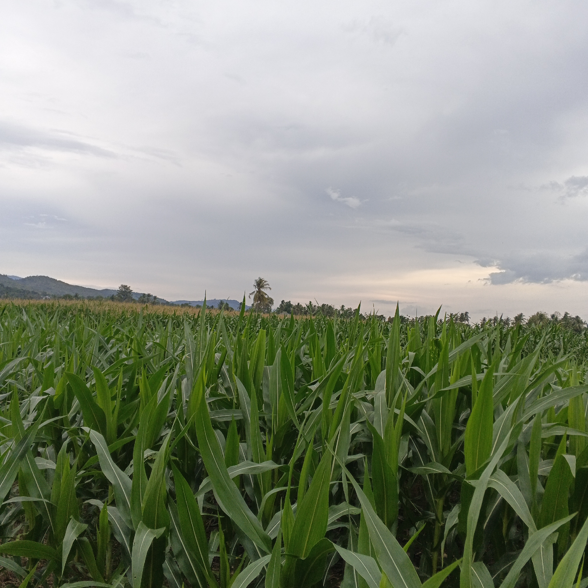 The image depicts a vast cornfield in Geunteng, Indonesia, under a cloudy sky. The foreground is dominated by lush, green corn stalks and leaves, creating a dense texture that fills the lower half of the frame. In the mid-ground, the cornfield extends towards the horizon, with rows of corn plants visible. Beyond the cornfield, a line of palm trees and other vegetation can be seen, with a single prominent palm tree standing out in the center. In the background, rolling hills form a distant landscape, partly obscured by the haze. The sky is overcast with diffused light, suggesting either early morning or late afternoon. There are no people or animals visible in the scene.