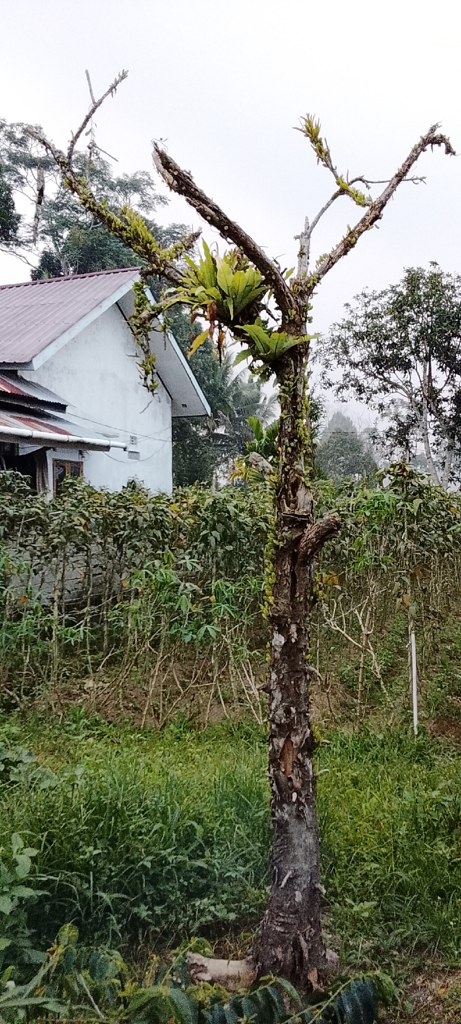 In Padang Dalom, Indonesia, an overcast day frames a weathered tree trunk standing in a garden. The tree, with its rough bark and decaying texture, is partially covered in moss and hosts several clusters of epiphytic plants, including bird's nest ferns, on its branches. These branches, thin and angular, reach out towards the sky, some appearing dry and brittle. Behind the tree, a low, dense hedge of green shrubs forms a barrier. Beyond the hedge, a white house with a red-tiled roof is visible, partially obscured by foliage. The ground is covered in a mix of lush green grass and drier vegetation, with some smaller plants and fallen leaves scattered around the base of the tree. The overall atmosphere is muted, suggesting a damp or humid environment typical of a tropical region.