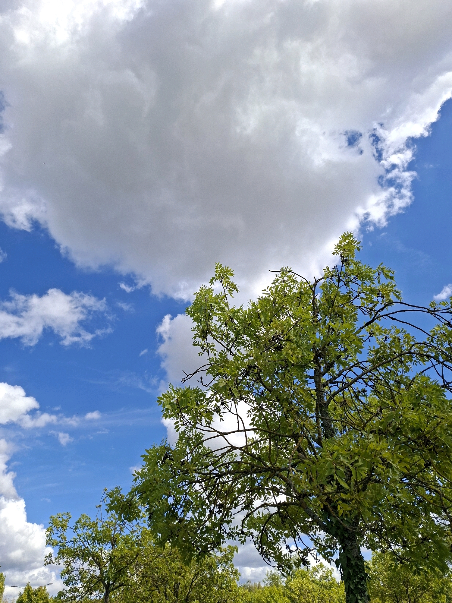 This is an outdoor, eye-level, medium shot photograph taken from a low angle, looking up at a tree against a bright blue sky with fluffy white and gray clouds. The tree's branches are laden with vibrant green leaves, some of which are tinged with darker tones. Small, dark berries are visible among the foliage. The trunk of the tree is partially covered in green ivy. In the background, more green trees are visible, creating a lush, natural landscape. The overall impression is one of a clear, possibly breezy day. The location is the city of Rastatt, Germany.