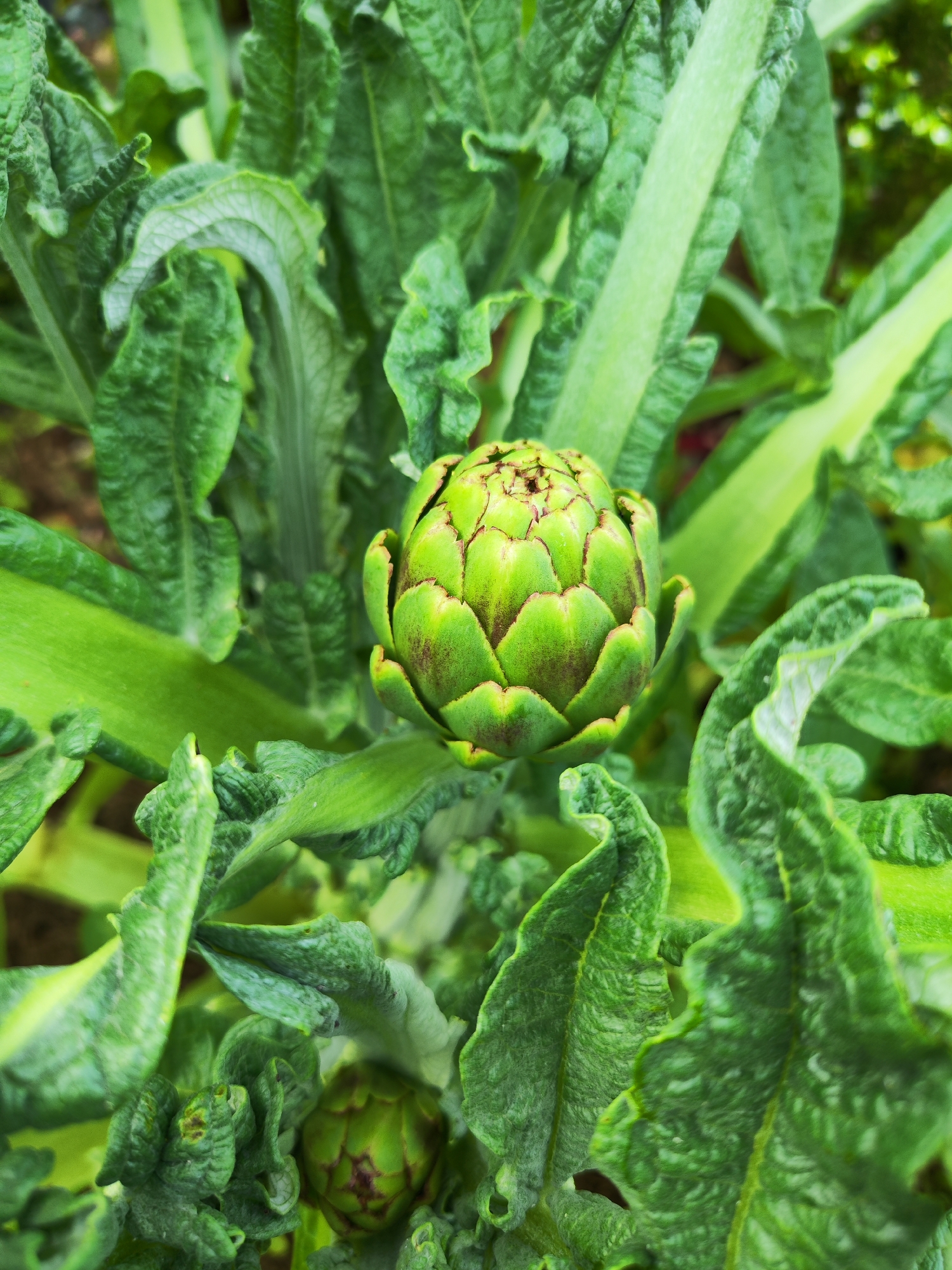 The image shows an artichoke plant in Ribeira Grande, Portugal. A prominent, immature artichoke bud is centrally positioned, surrounded by large, vibrant green leaves with textured surfaces. A smaller, partially obscured artichoke bud is visible at the bottom of the image. The focus is sharp on the central bud and surrounding leaves, while the background is blurred. The lighting suggests an outdoor setting under natural light.