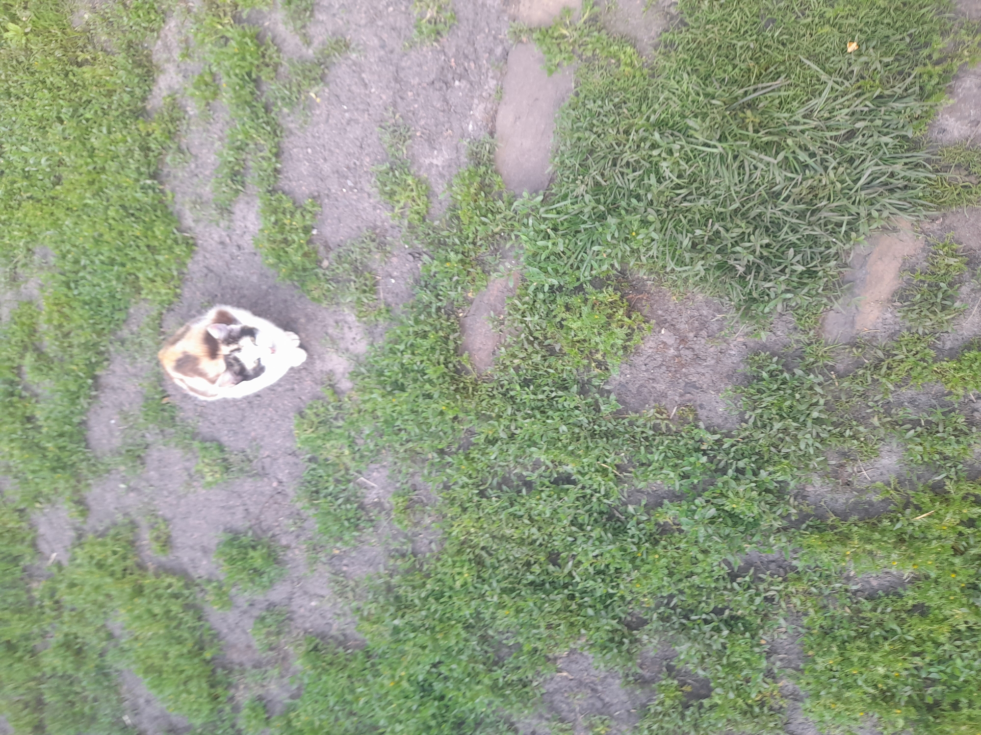 A calico cat is sitting on a patch of dirt surrounded by grass in Kliushnykivka, Ukraine. The cat has white, black, and ginger patches. It is looking up towards the camera. The ground is a mix of dark soil and green grass, with some scattered stones. The overall scene is blurry and taken from a high angle.