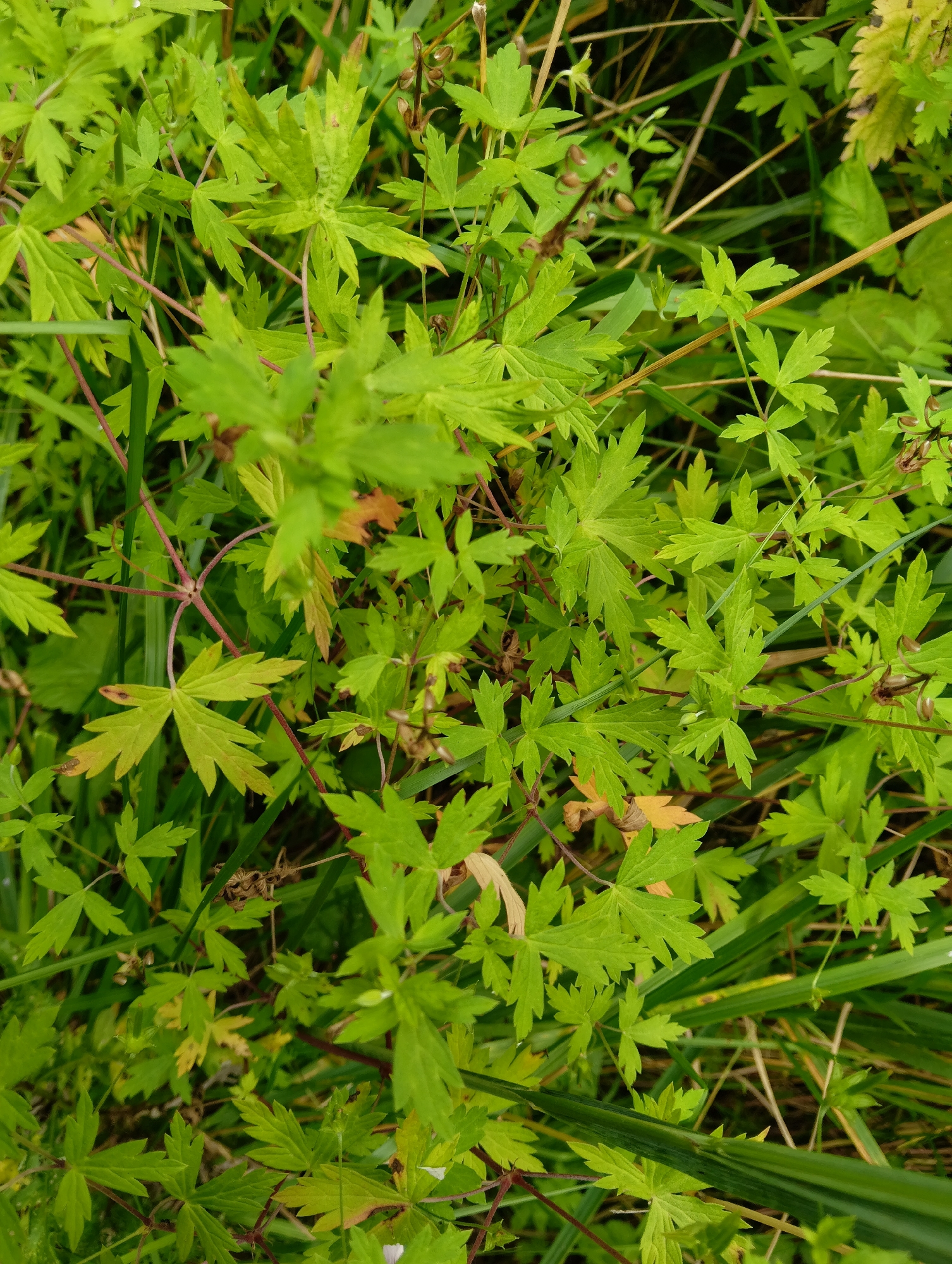 A close-up, overhead view captures a dense patch of vibrant green foliage, likely herbaceous plants or wildflowers, interspersed with dry grasses and thin, reddish stems. The leaves are palmately lobed, with each leaf divided into several pointed segments. The overall impression is one of natural, untamed growth. No human presence or activity is visible, and the scene appears to be an outdoor natural setting, possibly a meadow or a field in Hrodna, Belarus, given the context provided. The lighting suggests it could be daytime, with the sun filtering through the greenery, creating subtle variations in shade and highlighting the textures of the leaves and stems.