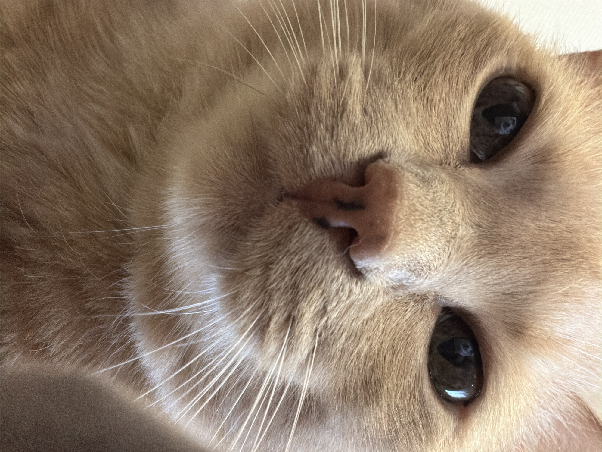 A close-up, head-on, medium shot shows a ginger cat's face. The cat's fur is a light orange-peach color. Its eyes are dark, with visible pupils reflecting light. The cat's nose is pink with dark brown speckles. Long, white whiskers extend outwards from both sides of its nose. The image does not contain any discernible details about the city of Chaikovsky, Russia, or any people or actions. The environment appears to be indoors, with a blurred, neutral background.