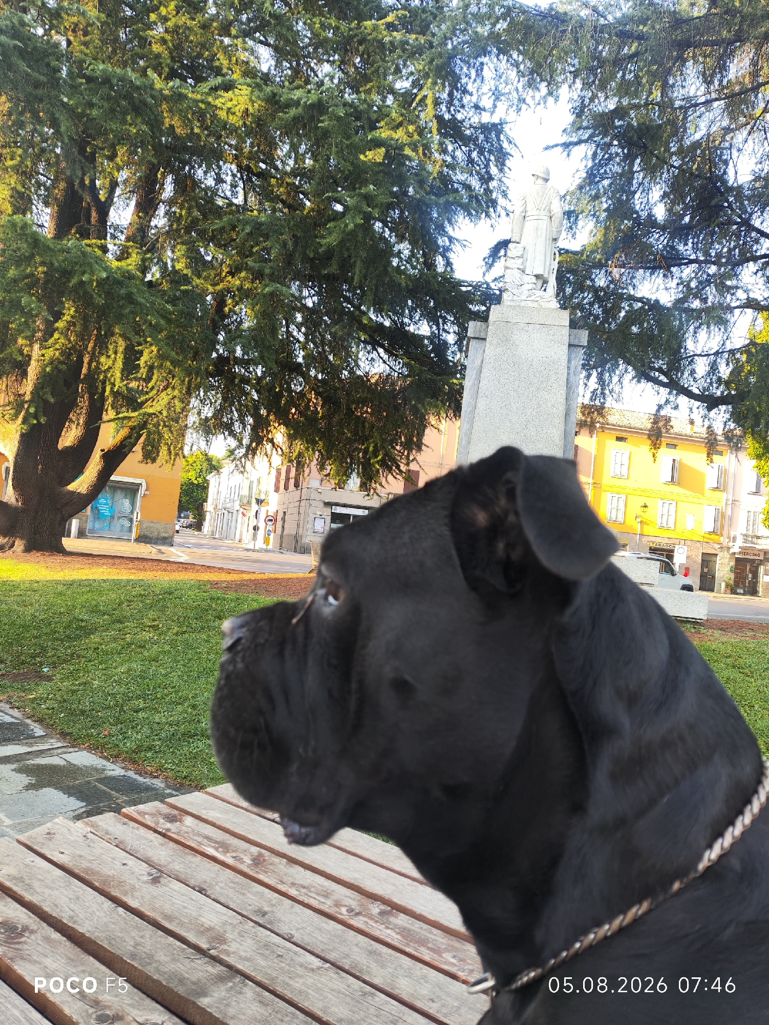 The image depicts a black dog in profile, sitting on a wooden bench outdoors. The dog is facing left, with its head and part of its neck visible. A portion of a braided collar is visible around its neck. In the background, a tree with dense green foliage shades a grassy area and a paved walkway. Beyond the walkway, a street is lined with buildings, one of which is yellow and another is orange. A monument featuring a statue of a man in uniform stands prominently in the middle ground, partially obscured by tree branches. The scene appears to be a public space, possibly a park or town square, given the presence of the monument and surrounding buildings. The timestamp "05.08.2026 07:46" is visible in the lower right corner, suggesting this image was taken in the future or the date is incorrect. The watermark "POCO F5" is in the lower left corner. The presence of the monument and the architectural style of the buildings suggests this location could be Collecchio, Italy.