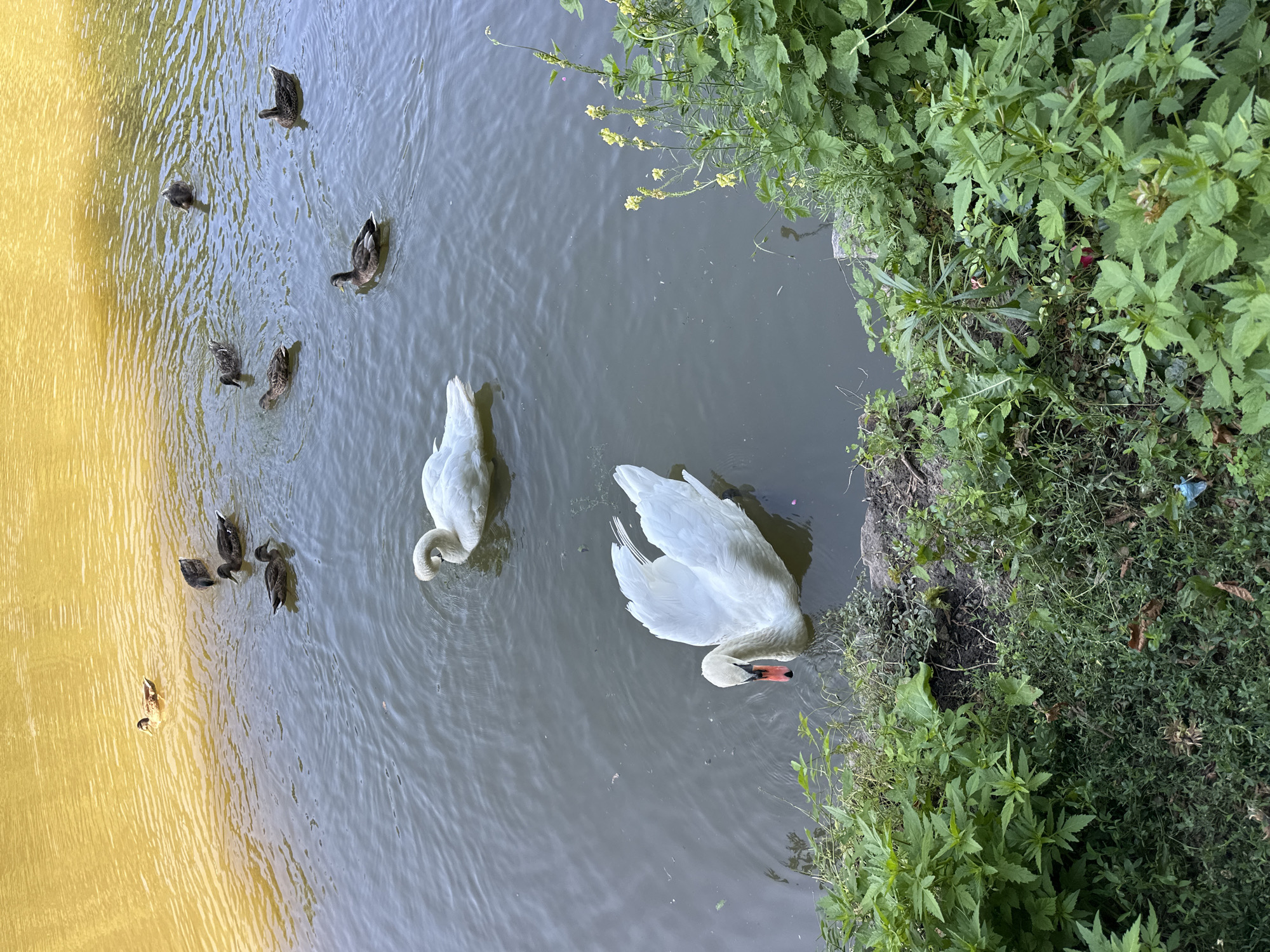 In the city of Unknown, Unknown, two white swans and several ducks are swimming in a body of water. The water is murky and reflects the yellow of the sky. Dense green foliage lines the edge of the water, with some sparse yellow flowers growing among the leaves. The ground at the edge of the water is muddy and appears to be a natural bank. The scene suggests a park or natural area.
