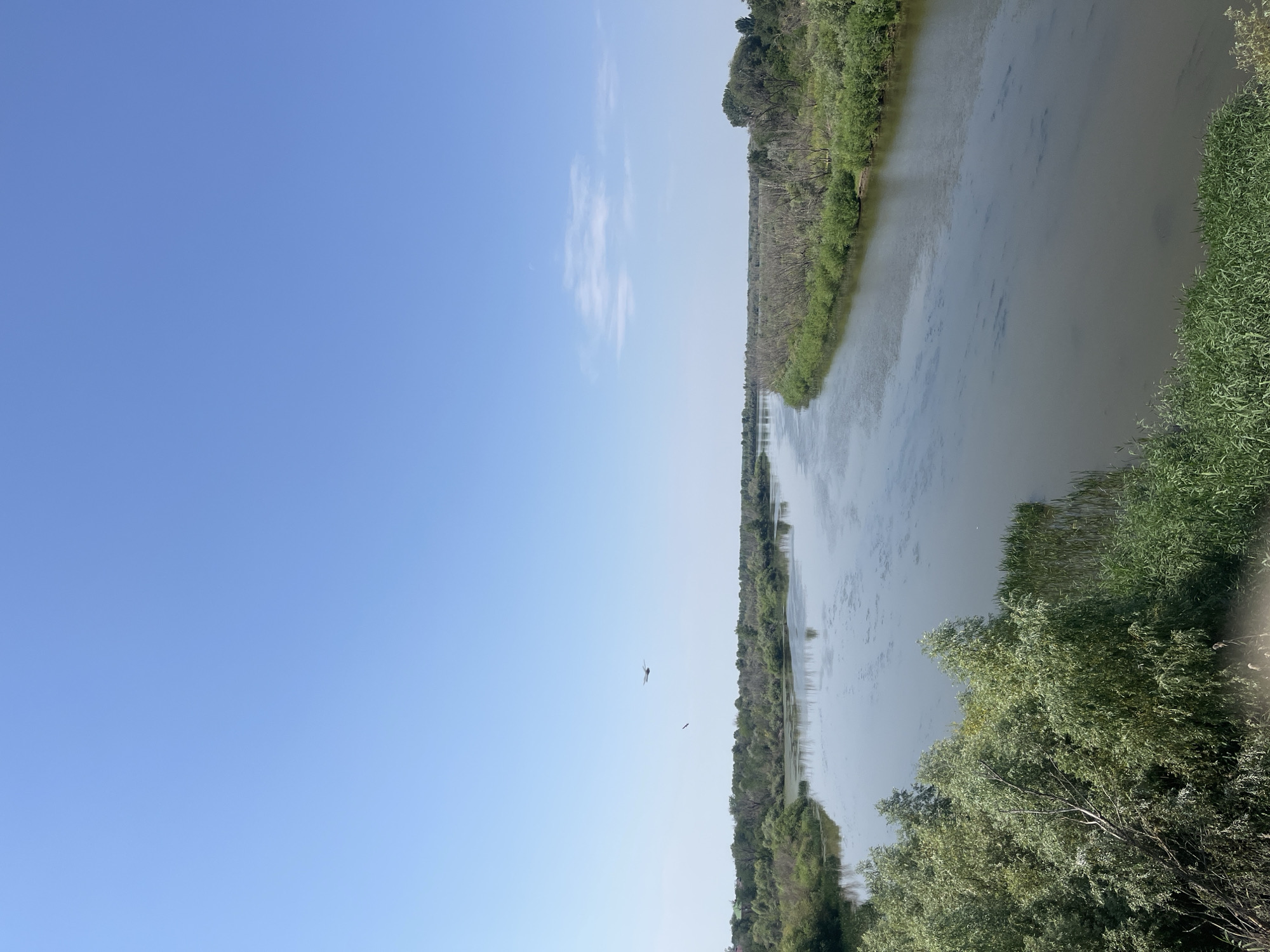 A wide, calm river flows through a lush green landscape under a clear blue sky. The riverbanks are densely covered with trees and tall grass, with some dead, leafless trees visible further inland. Two birds are in flight above the river. The scene is likely a natural area in or around Kamyzyak, Russia, known for its extensive river systems and vegetation. There are no people or structures immediately visible in the foreground or along the riverbanks.