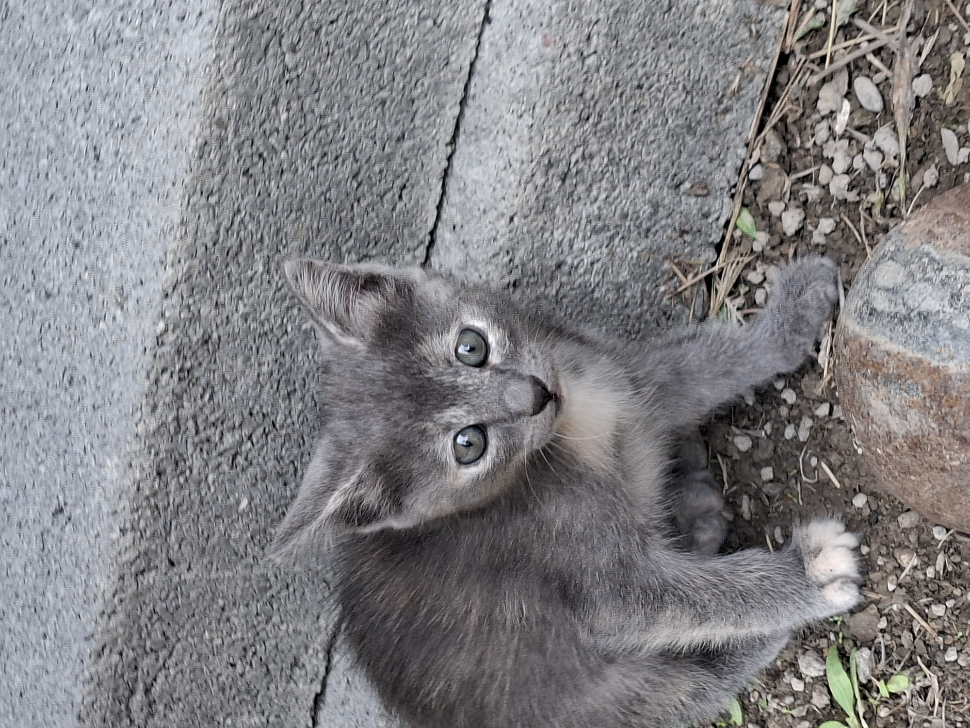 A young gray kitten with large green eyes is looking directly at the camera, positioned on the ground next to a textured gray concrete structure. The kitten has white paws and a lighter patch of fur on its chest. The ground is covered with small stones, dirt, and dry grass. The scene appears to be outdoors in a residential or urban area, possibly a yard or alleyway. There are no people or specific landmarks visible to indicate the location within Tbilisi, Georgia.
