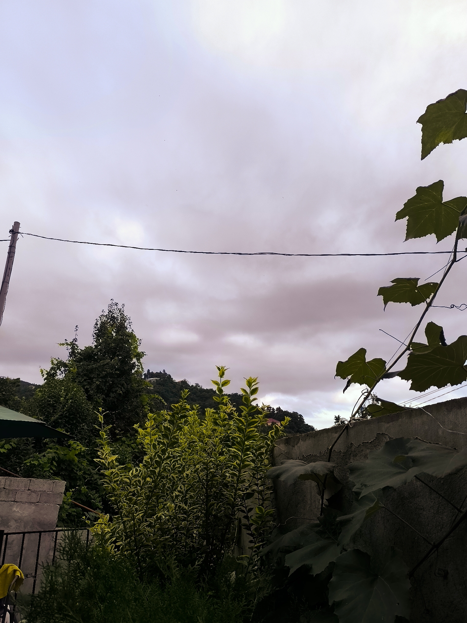 An outdoor, medium shot captures a scene of foliage and structures against a cloudy sky. In the foreground, large, dark green leaves of a vine are prominent, partially obscuring a concrete wall. To the left, a cluster of bright green bushes and a tall dark green tree are visible. A section of a grey concrete structure with a metal railing is also present. In the background, a tree-covered hillside with a few houses can be seen beneath a sky filled with wispy, pink-tinged clouds. A wooden utility pole with a single wire stretching across the frame stands to the left.