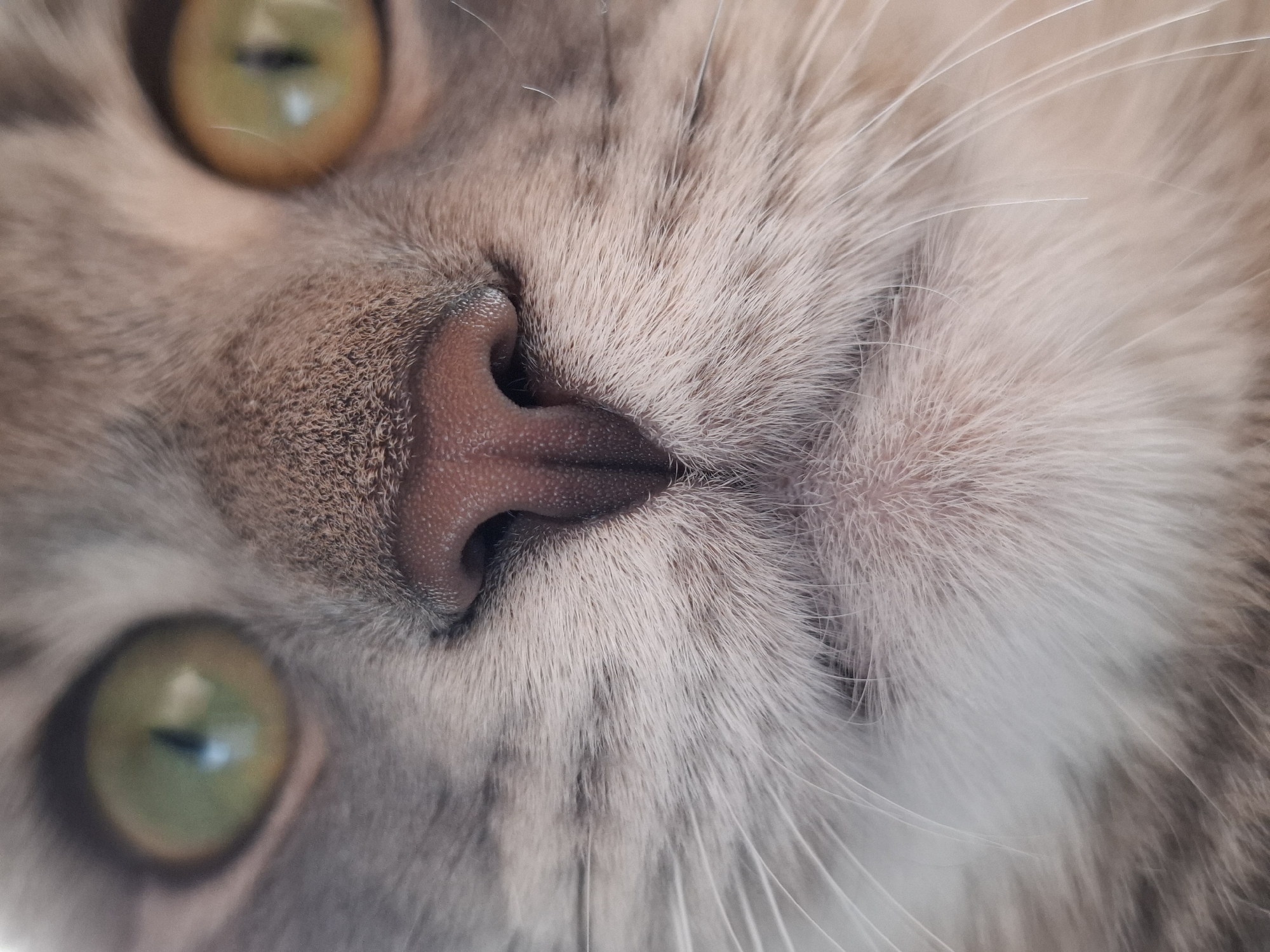 A close-up, upside-down view of a cat's face fills the frame. The cat has light grayish-brown fur. Its nose is a prominent feature, pink in color and textured. Above the nose are visible the cat's green eyes. Long, thin white whiskers extend from the cat's muzzle. No people, interactions, or environment are described beyond the cat itself. The location in Novi Sad, Serbia, is unknown based on this image.