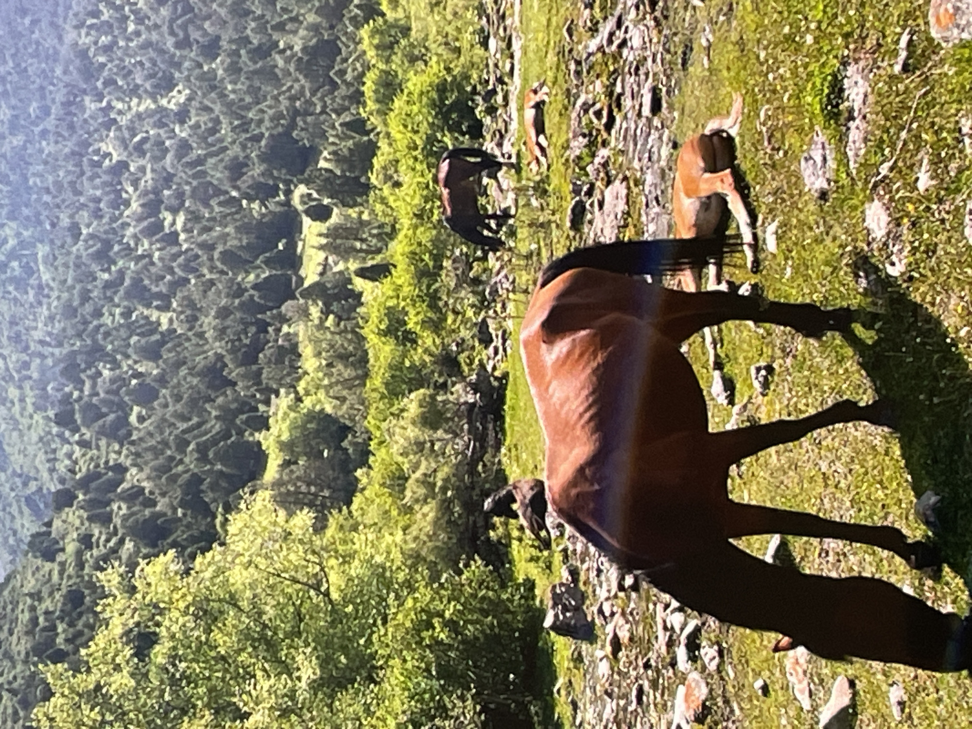 The image depicts a pastoral scene with several horses in a mountainous, forested area. In the foreground, a brown horse is grazing with its head lowered. To the right, another brown horse is lying down on the grassy ground. In the middle ground, a dark-colored horse stands and appears to be grazing, and behind it, another horse is also lying down. The background consists of a densely wooded hillside with numerous coniferous trees. The ground is rocky and covered with grass and patches of dirt. The lighting suggests a sunny day. The image does not show any elements related to the city of Harmanli, Bulgaria.