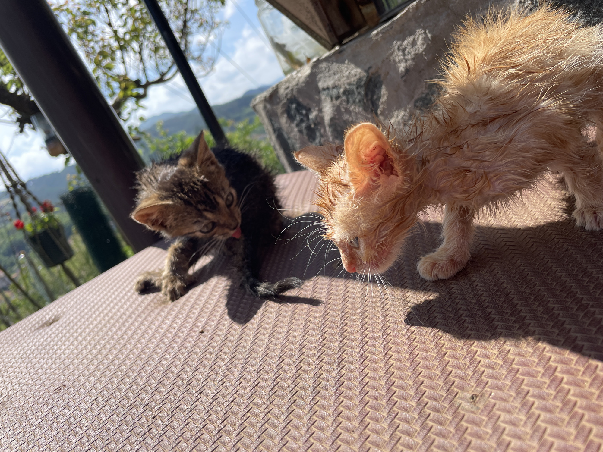 Two wet kittens are captured outdoors in Zlatograd, Bulgaria, under bright daytime sunlight. On the left, a tabby kitten with dark striped fur is visible, actively licking its body, with its pink tongue extended. To its right, an orange or ginger kitten stands, its fur visibly wet and spiky, looking downwards intently. Both kittens are positioned on a textured, patterned brown surface, possibly a rubber mat or plastic, which casts sharp shadows from their bodies, indicating direct sunlight.
The background reveals a picturesque outdoor setting with lush green foliage, trees, and distant mountains under a partly cloudy sky. Structural elements include a dark vertical post on the left and a stone wall on the right, with a clear glass jar or bottle also discernible. Faint glimpses of red flowers in pots can be seen in the mid-ground. The strong illumination and defined shadows suggest it is either morning or late afternoon. The kittens' damp fur implies they have recently been exposed to water or bathed. There is no visible text in the image.