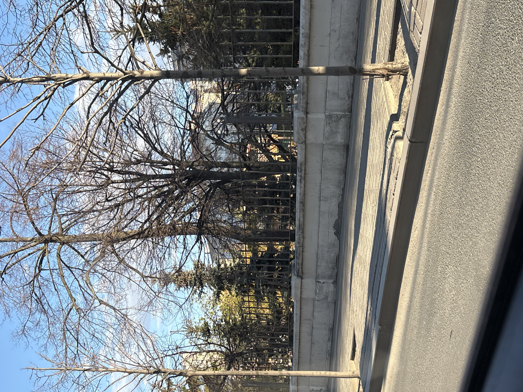 The image shows a street scene in Kazan, Russia. A bare tree trunk is situated between a sidewalk and a wrought iron fence, with the branches extending towards a clear blue sky. Behind the fence, there are other trees, some of which are evergreen. A multi-story building is visible in the background. The sidewalk is made of light-colored brick, and the road is a grey asphalt. The scene is bathed in sunlight, which casts shadows on the sidewalk and fence.