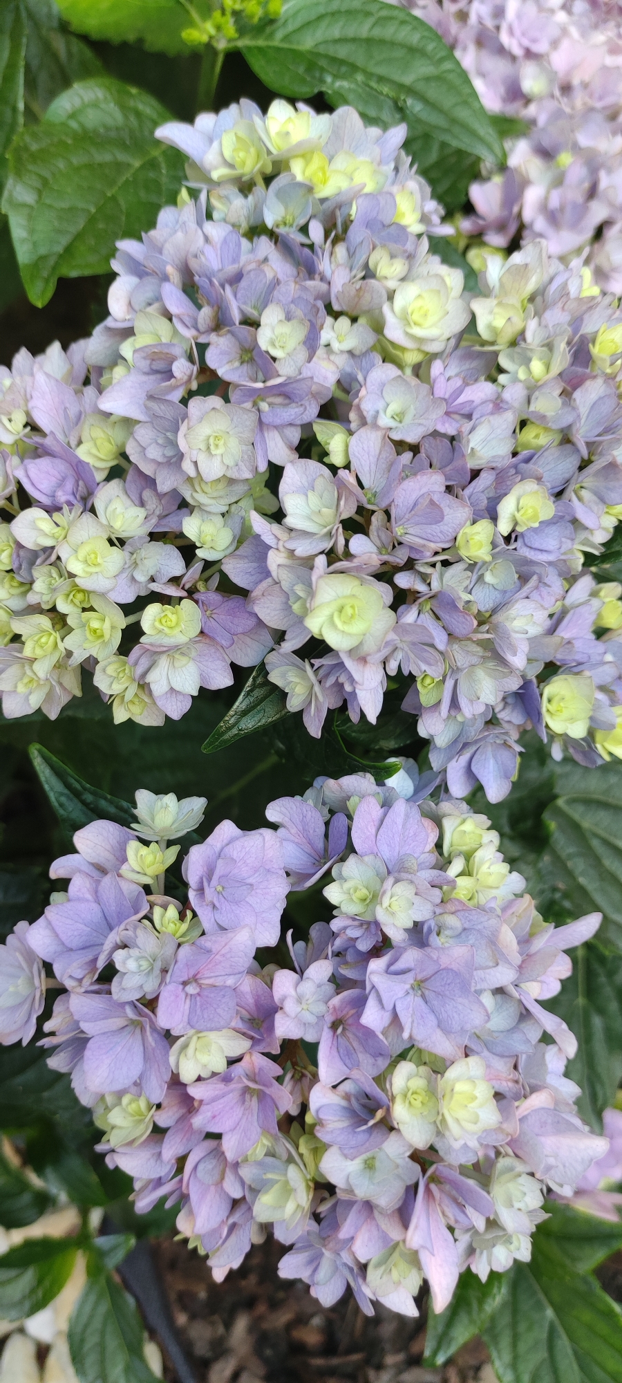The image is a close-up, eye-level, vertical, full-frame shot of a cluster of light purple and greenish-white hydrangeas. The flowers are in bloom and fill the majority of the frame. The background consists of dark green leaves and hints of brown soil, suggesting an outdoor garden setting. There are no people or actions depicted in the image. The image does not provide any information about its location in Supsekh, Russia, or any other geographical details.