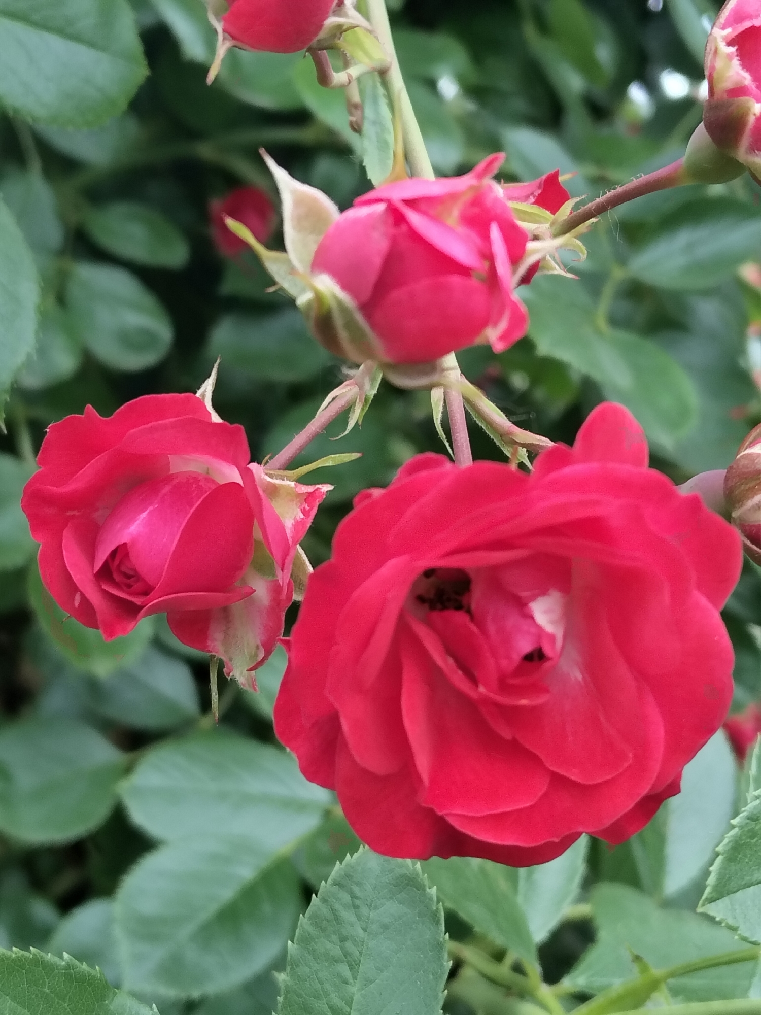 A close-up, overhead shot focuses on a cluster of vibrant red roses blooming outdoors. The main subject is a large, fully opened rose in the foreground, its petals a rich, velvety red with some lighter pink hues towards the center where a dark insect is visible. To the left of this prominent rose, a smaller, partially opened rose exhibits similar coloring. Behind these, another bud, tightly closed, hints at more blooms to come. The roses are set against a backdrop of lush, green foliage, with individual leaves clearly defined. The stems supporting the flowers are thin and green, with some developing thorny protrusions. The scene appears to be a garden or natural setting in Biliaivka, Ukraine, bathed in soft, natural light that highlights the textures and colors of the flowers and leaves. No people or animals other than the insect are present.