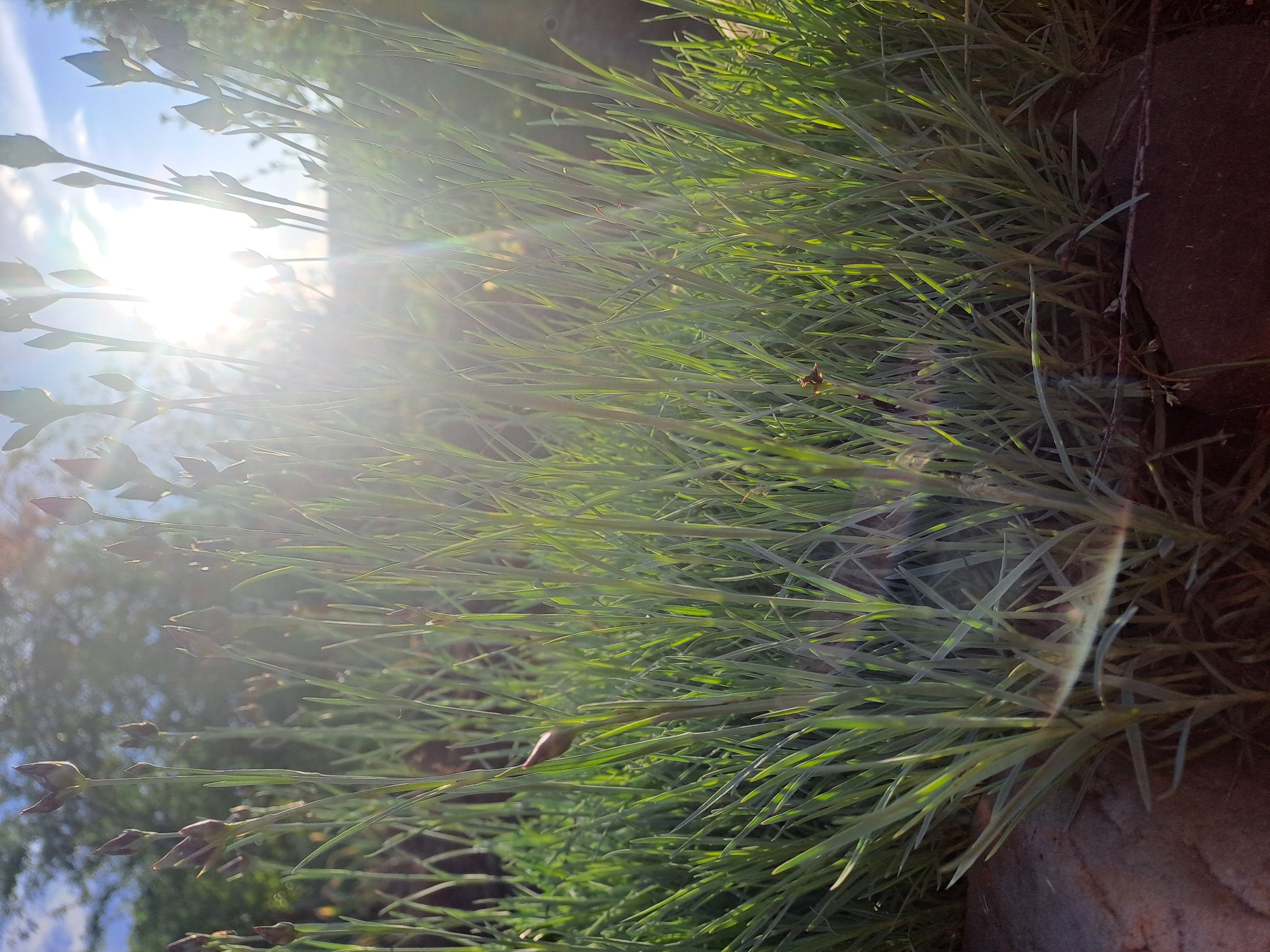 The image captures a vibrant outdoor scene in Полянки, Russia, focusing on dense, narrow-leafed green plants, possibly a type of ornamental grass or perennial, with small, dark flower buds. The scene is brightly illuminated by direct sunlight, positioned to the upper left of the frame, creating a strong lens flare and a soft, luminous glow across the foliage. The sun's intense backlighting silhouettes some of the plant stems and buds, while other leaves catch the light, appearing translucent and bright green.
In the background, patches of clear blue sky are visible through the plant's upper sections, indicating a sunny day. A small, light-colored insect, possibly a fly or wasp, can be seen resting on one of the green leaves within the dense foliage. The right side of the image features a darker, earthy or stone element, suggesting a garden edge, planter, or natural ground. The intense backlighting and the low angle of the sun strongly suggest the time of day is either early morning or late afternoon. There is no visible text in the image.