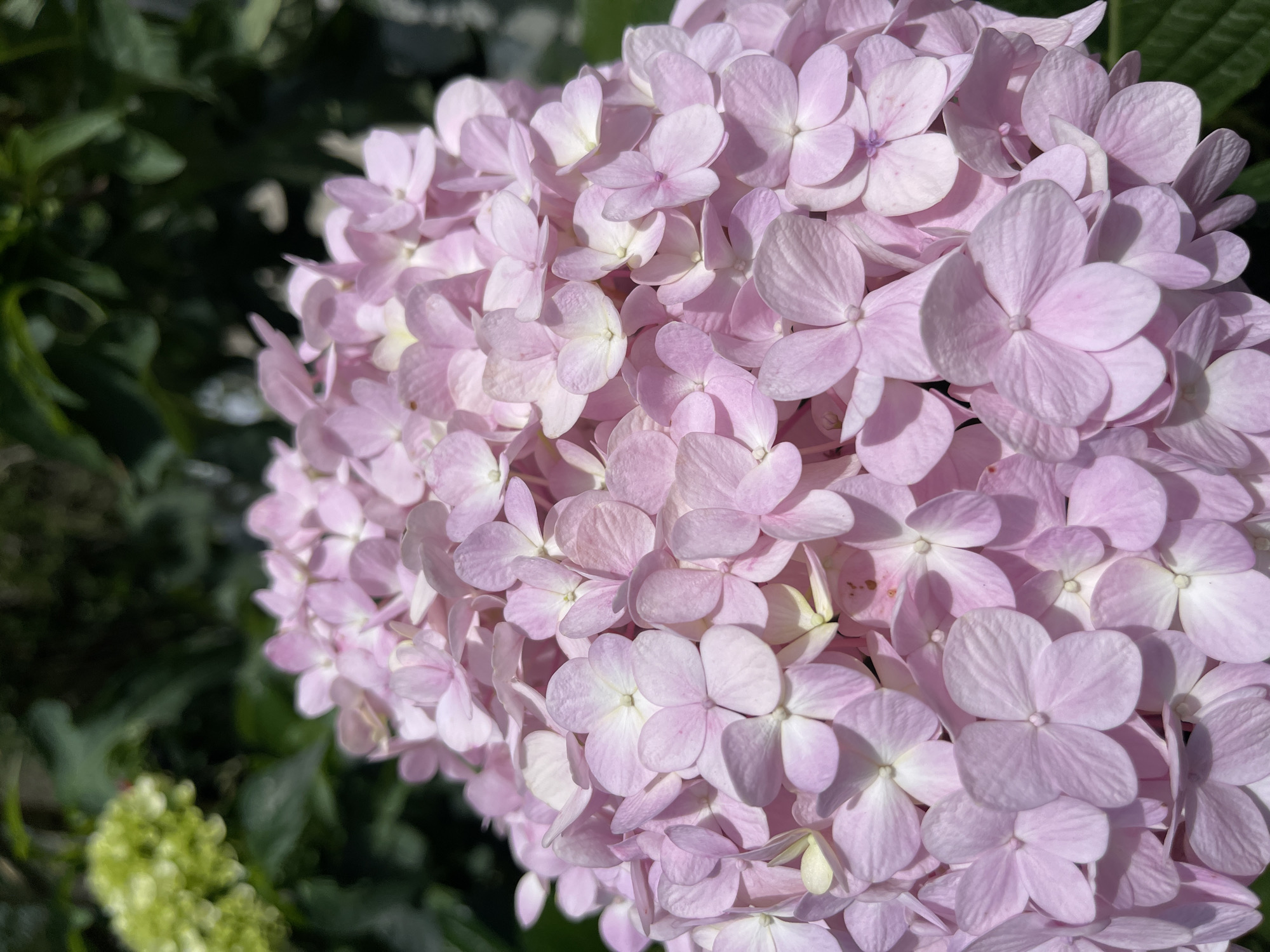 The image shows a close-up of a pink hydrangea flower head with multiple individual florets in varying shades of pink, some with hints of white at their centers and edges. The florets are densely packed, creating a rounded shape. Some green foliage is visible in the background, suggesting the flower is part of a larger plant. The location is potentially Da Lat, Vietnam. There are no people or visible actions depicted. The scene is a still-life representation of the flower in its natural environment.