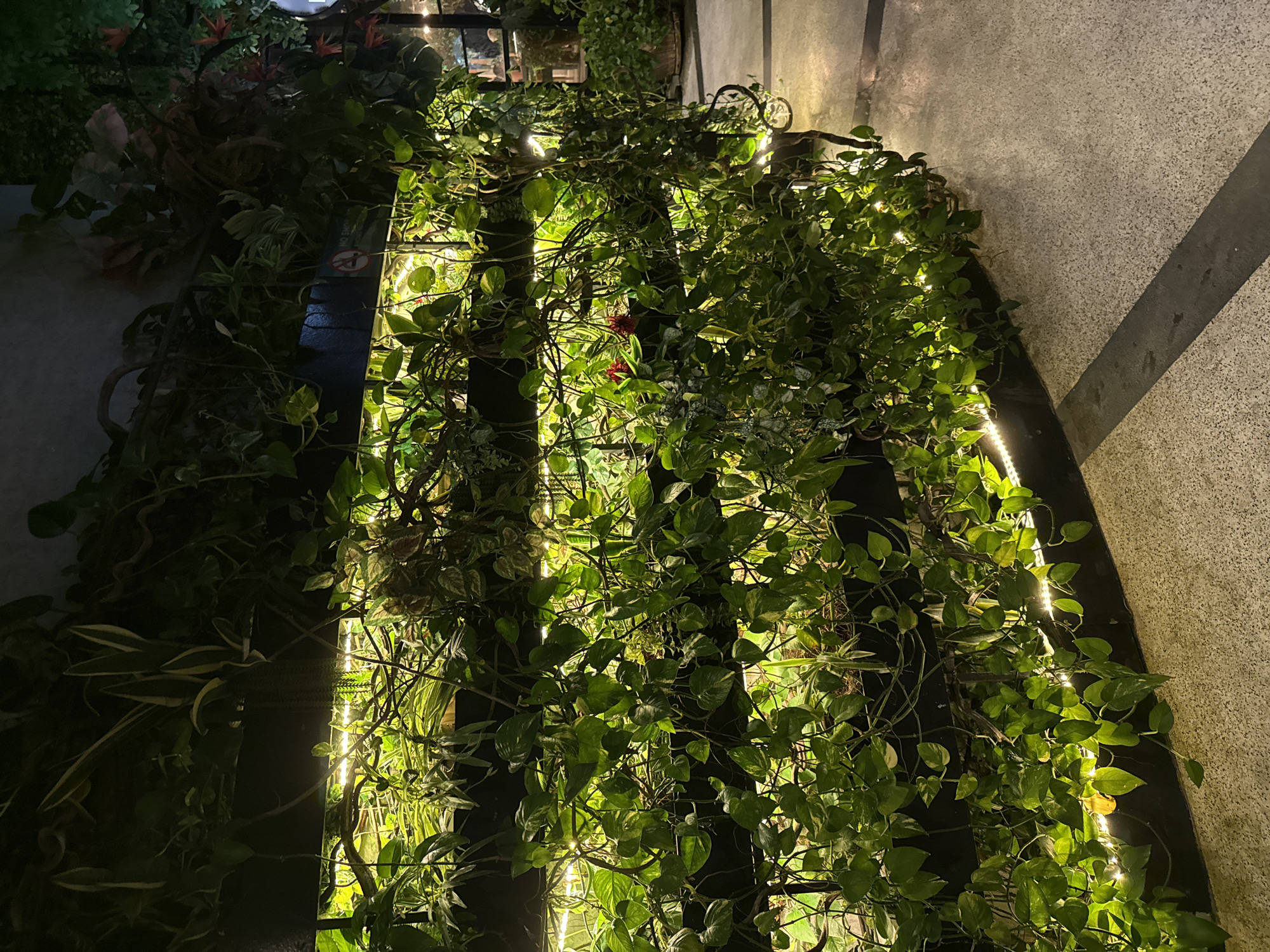 An eye-level, tilted, outdoor night shot shows a vertical garden with hanging plants that is beside a paved walkway at an unidentified location in the city of Nha Trang Ward, Vietnam. The hanging plants fill the center of the shot. At the top and sides of the plants are warm white string lights. In the background above the plants are other plants, metal framing, and a glass wall. To the left of the plants are more plants in the dark. To the right of the plants is a paved walkway with a dark stripe.