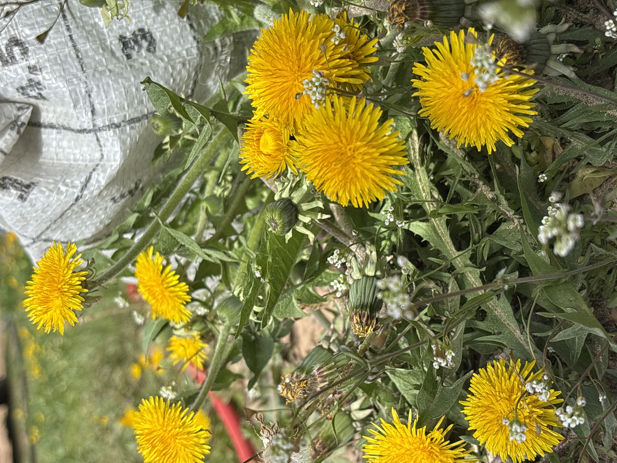 The image shows a collection of dandelions in varying stages of bloom, growing in a grassy area, possibly in the city of Prikamskii, Russia. Some of the dandelions are fully open, displaying bright yellow petals, while others are closed buds or have already gone to seed. Small white flowers are interspersed among the dandelions and green foliage. Part of a white and gray checkered bag is visible in the upper left corner of the image. The ground is partly visible beneath the plants, showing dirt and dry leaves. A section of red plastic pipe is also visible in the bottom left corner. The overall scene is one of a natural, overgrown area.