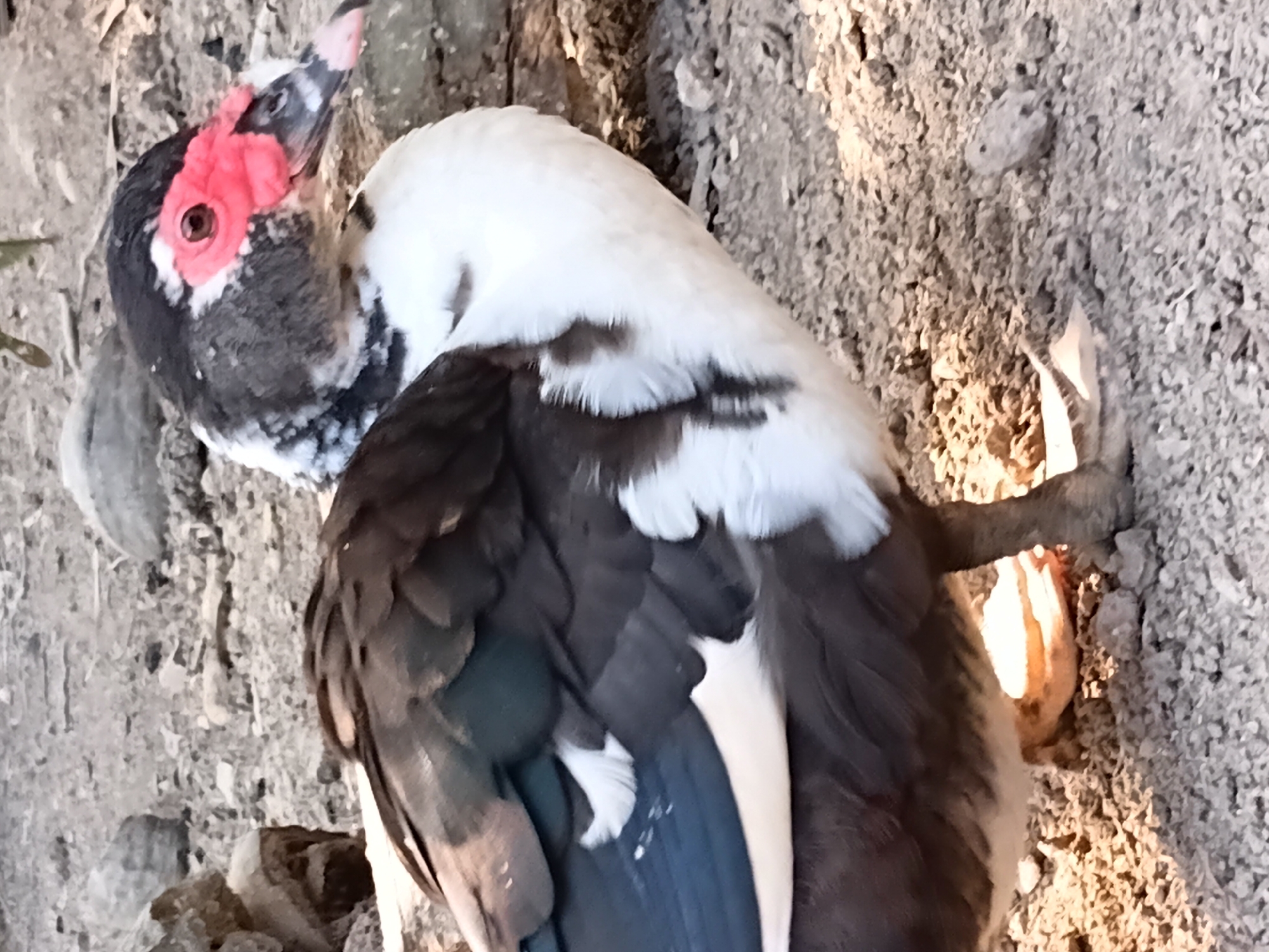 The image shows a Muscovy duck standing on a gravelly surface. The duck has a black and white speckled body with a white chest and belly. Its head is black with white markings around the eyes and a prominent red warty caruncle on its face. The duck's beak is dark with a pink tip, and its eye is dark. In the background, there are rocks and dry vegetation. The lighting suggests it is daytime. The image is a close-up shot, focusing on the duck's upper body and head. There is no information about the location in the city of Margo Rukun, Indonesia.