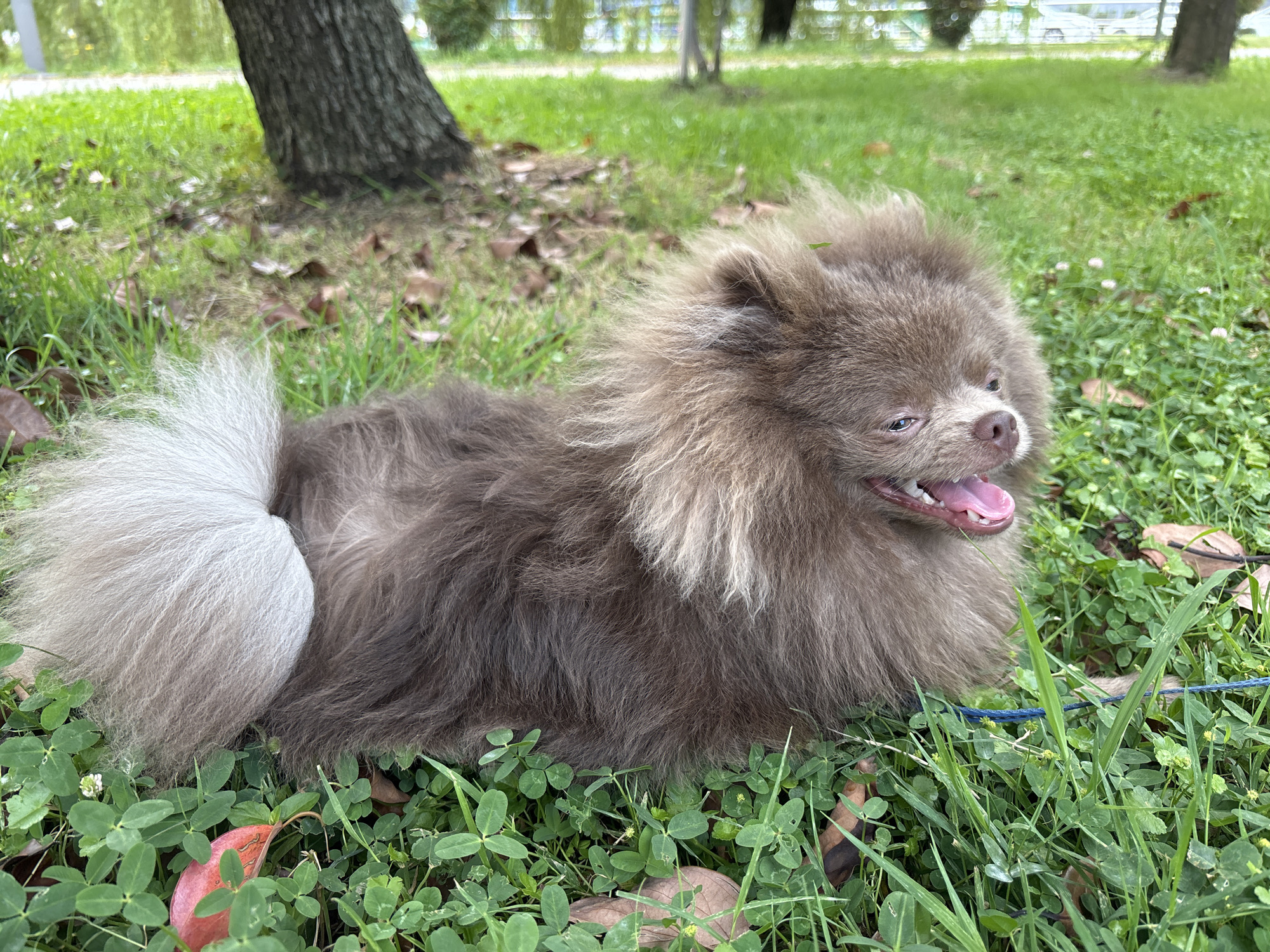 A medium-sized, fluffy Pomeranian dog with brown and white fur is lying on a patch of green grass and clover. The dog is facing to the right with its mouth open, panting. Its tail, which is primarily white, curls up over its back. In the background, a tree trunk is visible on the left side of the frame, with a blurred background of green foliage and what appears to be trees. The scene is outdoors and appears to be a park or a grassy area, possibly in the city of Batumi, Georgia, given the lush green vegetation and the presence of trees. There are a few fallen leaves scattered on the grass, and a small red object, possibly a ball, is partially visible in the lower left corner. The lighting suggests it is daytime.