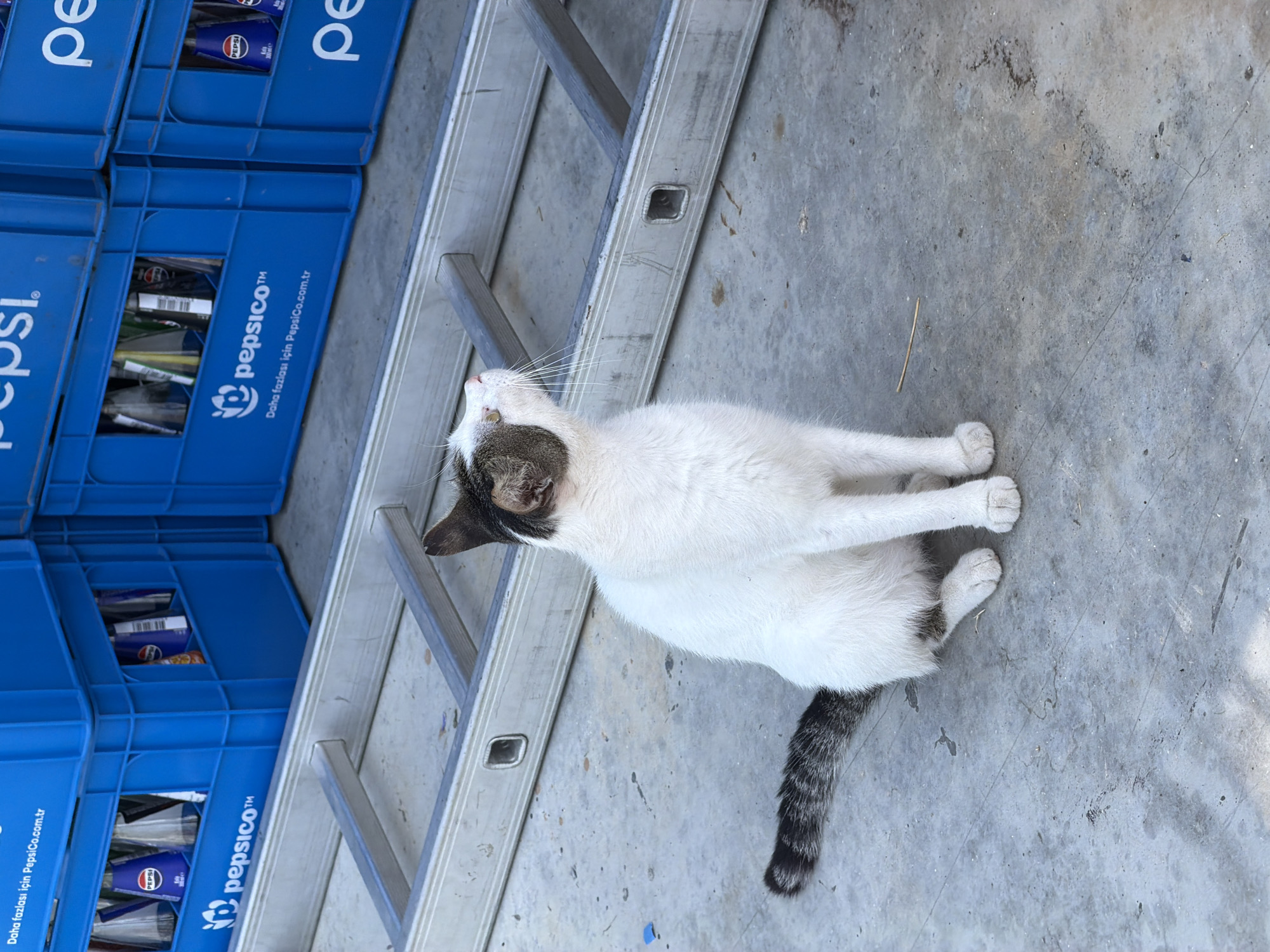 A white cat with brown and black markings sits on a concrete ground in front of a stack of blue Pepsi crates. The cat is looking upwards to the right. Behind the cat, a silver ladder is partially visible. The scene appears to be outdoors, possibly in Kemer, Turkey, given the presence of Pepsi crates which are often associated with commercial establishments. The overall lighting suggests it is daytime.