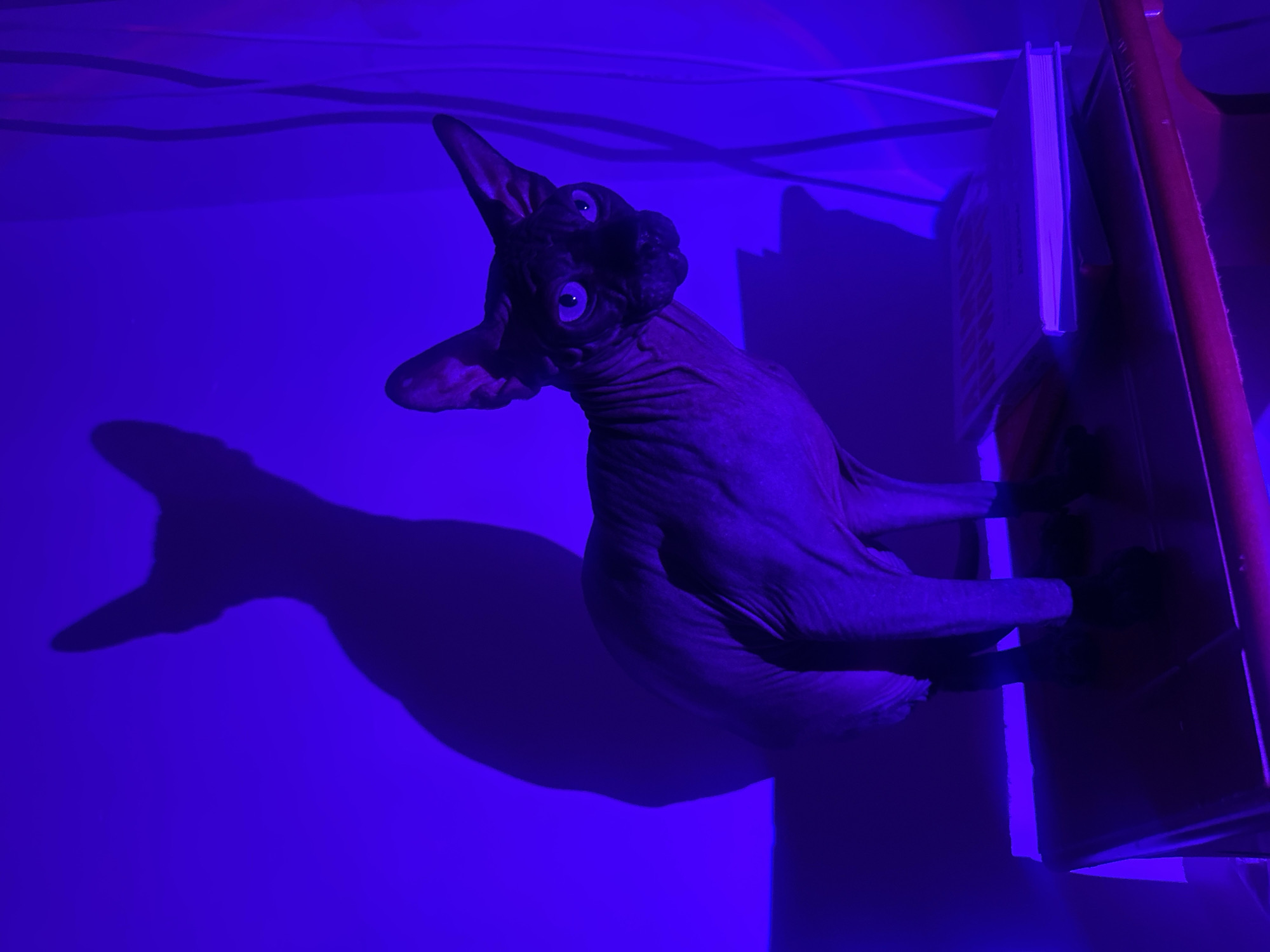 The image features a hairless Sphynx cat under blue lighting. The cat is positioned near a structure resembling a bookshelf with books, possibly leaning or reaching towards it. The lighting casts a distinct shadow of the cat's body on the wall. The environment is indoor, with cables visible near the top of the frame. The specific location in Budva, Montenegro, cannot be determined from the image alone.