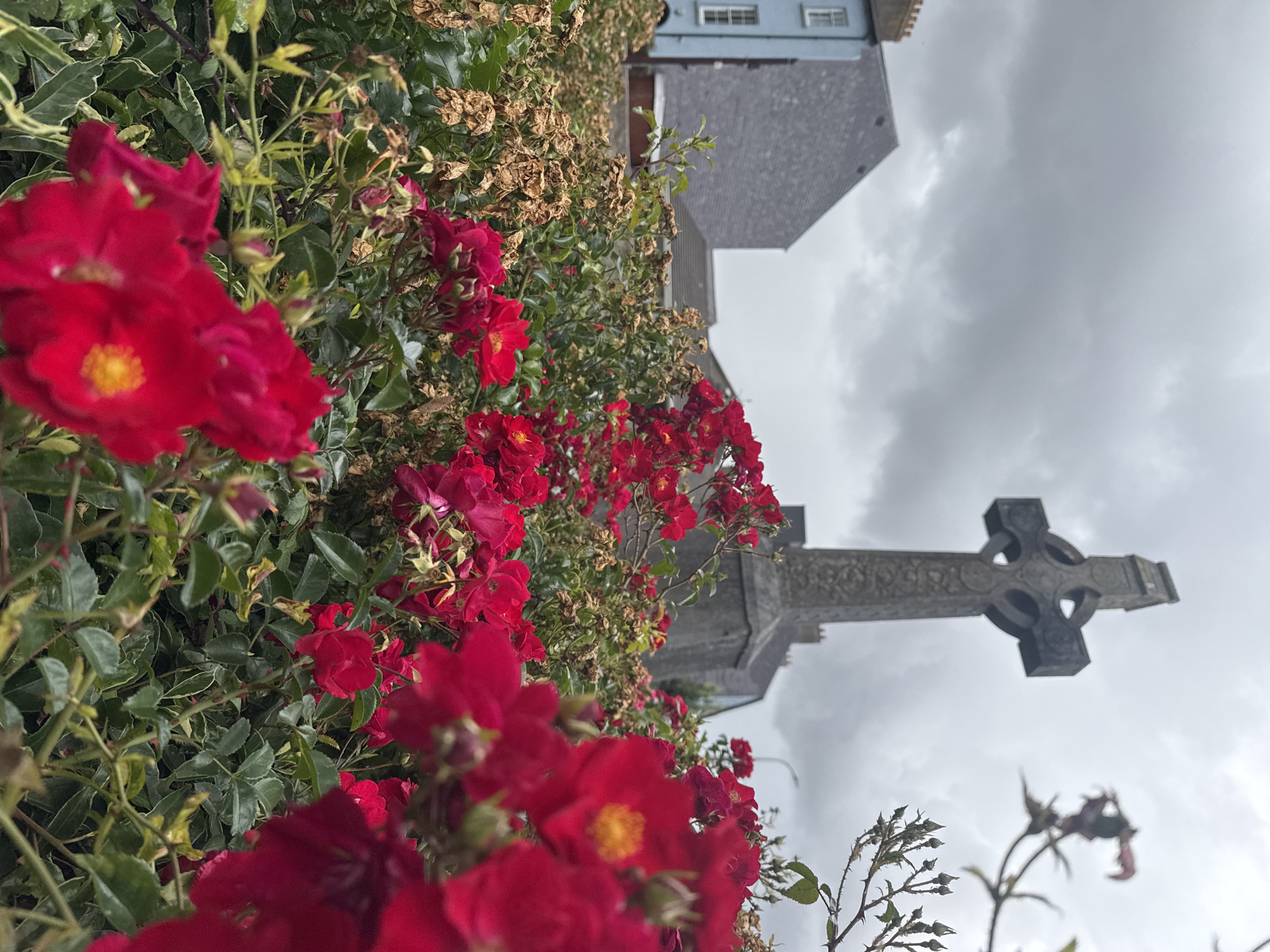 The image depicts a close-up view of vibrant red roses in the foreground, with a blurred background. In the mid-ground, a weathered stone Celtic cross stands prominently, its intricate carvings visible. Behind the cross, the roofs and upper stories of buildings are visible, suggesting an urban or town setting. The sky is overcast with heavy, grey clouds. The overall scene evokes a somber yet beautiful atmosphere, potentially capturing a moment in a graveyard or historical site in Clonmel, Ireland. The red roses, in full bloom, offer a stark contrast to the muted tones of the stone and sky.