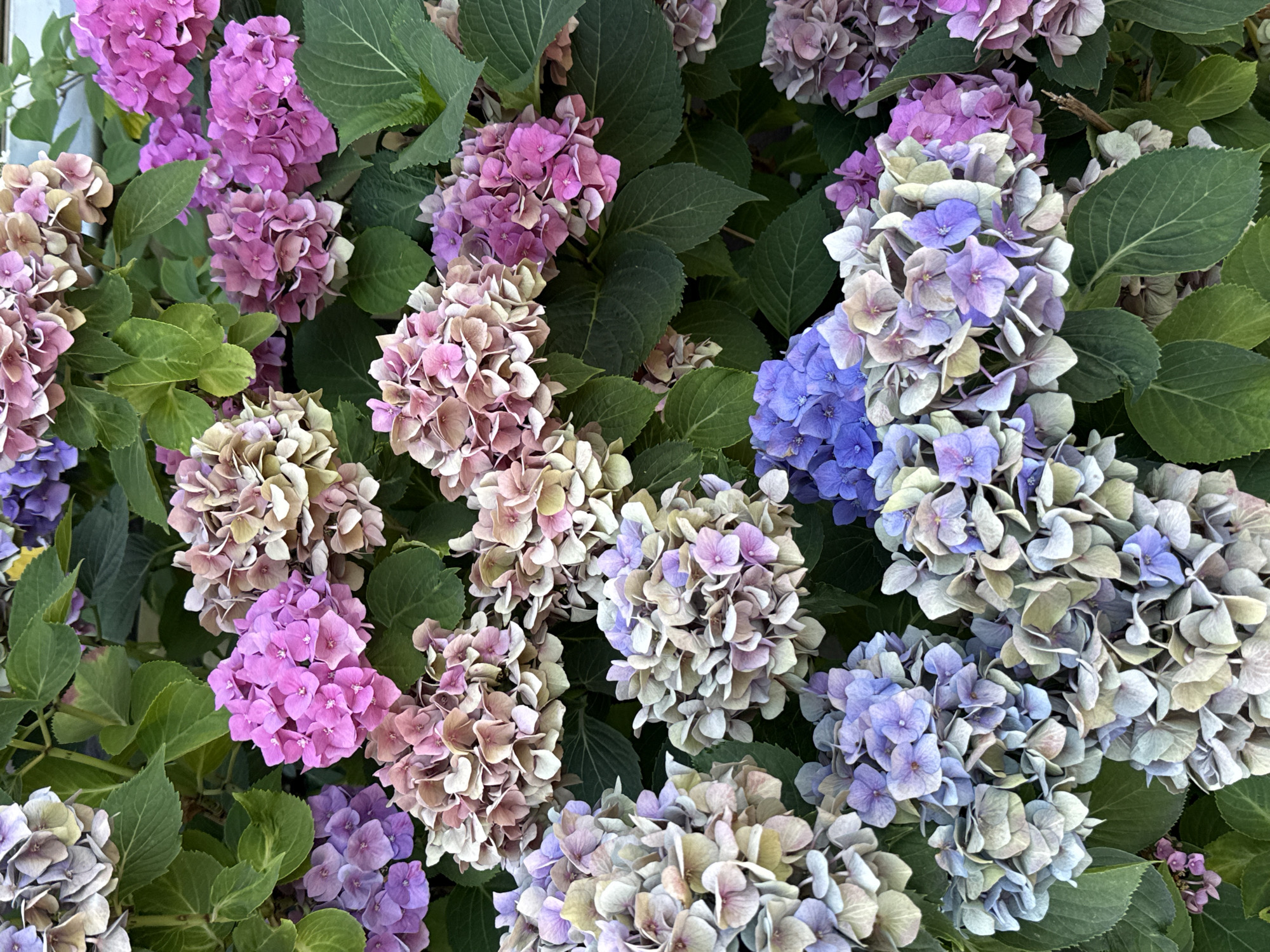 This is a close-up, overhead shot of a dense hydrangea bush, likely in Walkenried, Germany. The image is filled with clusters of hydrangeas in various shades of pink, purple, and blue, with some blooms appearing faded to a muted, almost tan or greenish hue. The flowers are in full bloom, their individual petals small and rounded, forming large, spherical or flattened clusters. Dark green, broad leaves are interspersed throughout, providing a backdrop and framing the blossoms. The overall impression is one of abundant, natural beauty, typical of a garden or park setting in this region. There are no people or animals visible in the image.