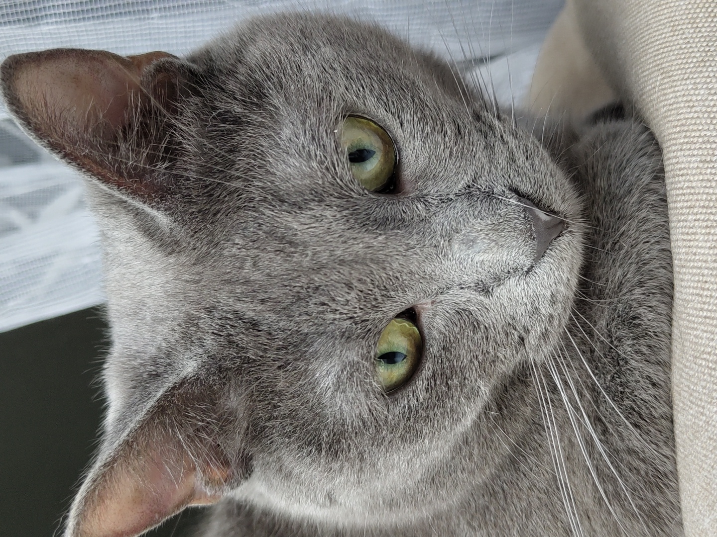 A close-up, eye-level, medium shot captures a domestic shorthair cat with short, gray fur. The cat's face is the primary focus, with its green eyes looking downwards and slightly to the right. Its ears are perked up and angled slightly forward. The cat is resting on a beige, textured surface, possibly a cushion or blanket. A sheer white curtain is visible in the blurred background, to the right of the cat's head. The lighting is soft, casting subtle shadows on the cat's face and highlighting the texture of its fur. The overall mood is calm and contemplative. The scene is set indoors.
