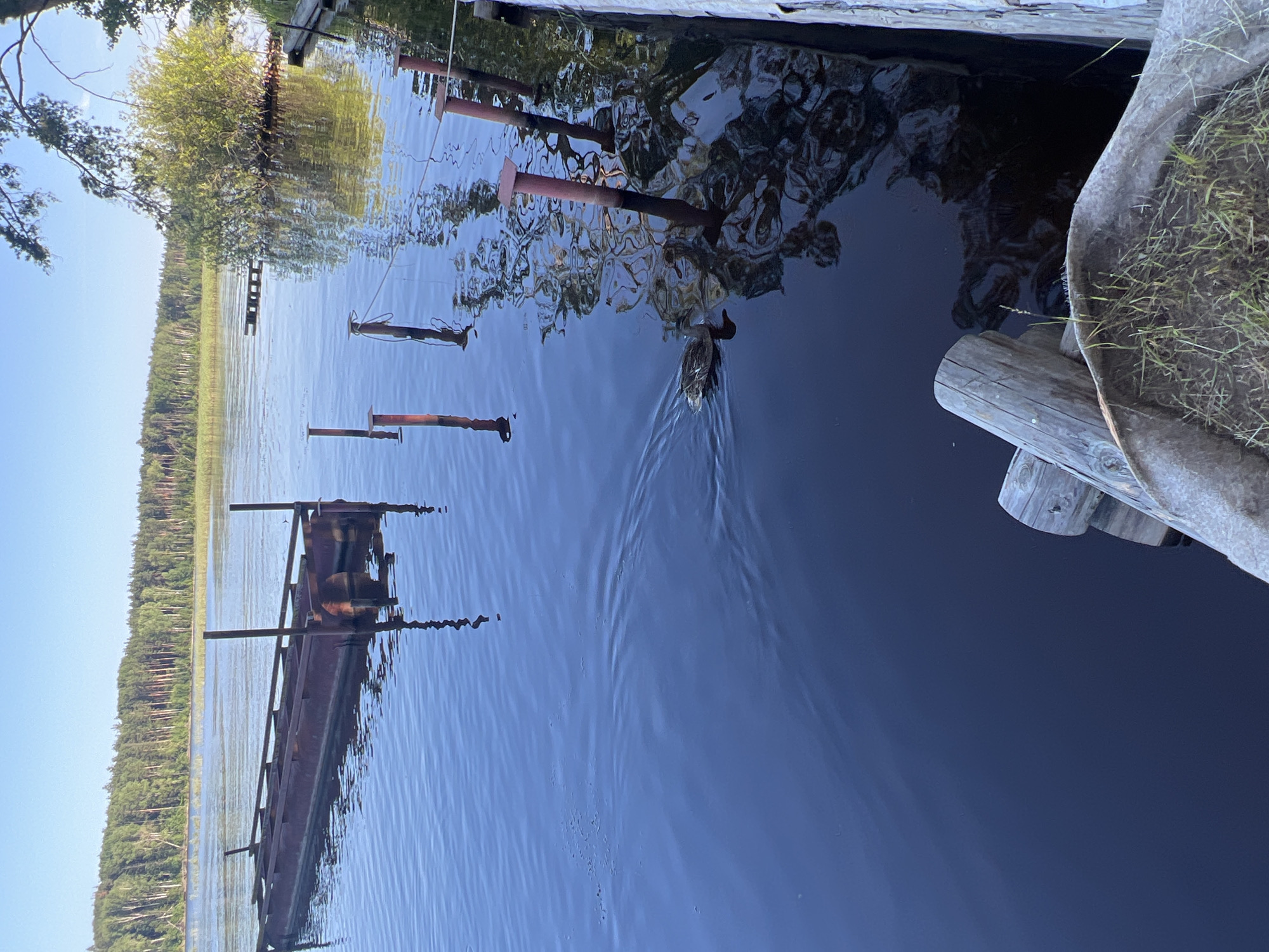 A tranquil scene unfolds on a body of water, likely a river or lake, under a clear blue sky. In the foreground, a weathered wooden structure, possibly part of a dock or pier, juts into the water, its logs showing signs of age and exposure. Growing in a basin-like section of the structure is a small patch of grass. The water is a deep, reflective blue, disturbed by gentle ripples.
Further out, a long, rusty metal structure floats on the water. This appears to be a pontoon or a section of a larger floating platform, with visible metal beams and supports. Red-painted metal posts, some with ropes attached, rise from the water at intervals, suggesting moorings or a docking system. A small duck is swimming in the water, leaving a subtle wake behind it.
In the background, a dense forest lines the opposite shore, with a mix of green trees stretching across the horizon. The reflection of the sky and surrounding vegetation is visible on the water's surface. To the right, the edge of a wooden pier or bank is visible, further emphasizing the waterside setting. The overall impression is one of natural beauty and quietude. This scene is consistent with locations along the Kama River in the vicinity of Chaykovsky, Russia, known for its scenic riverbanks and forested areas.