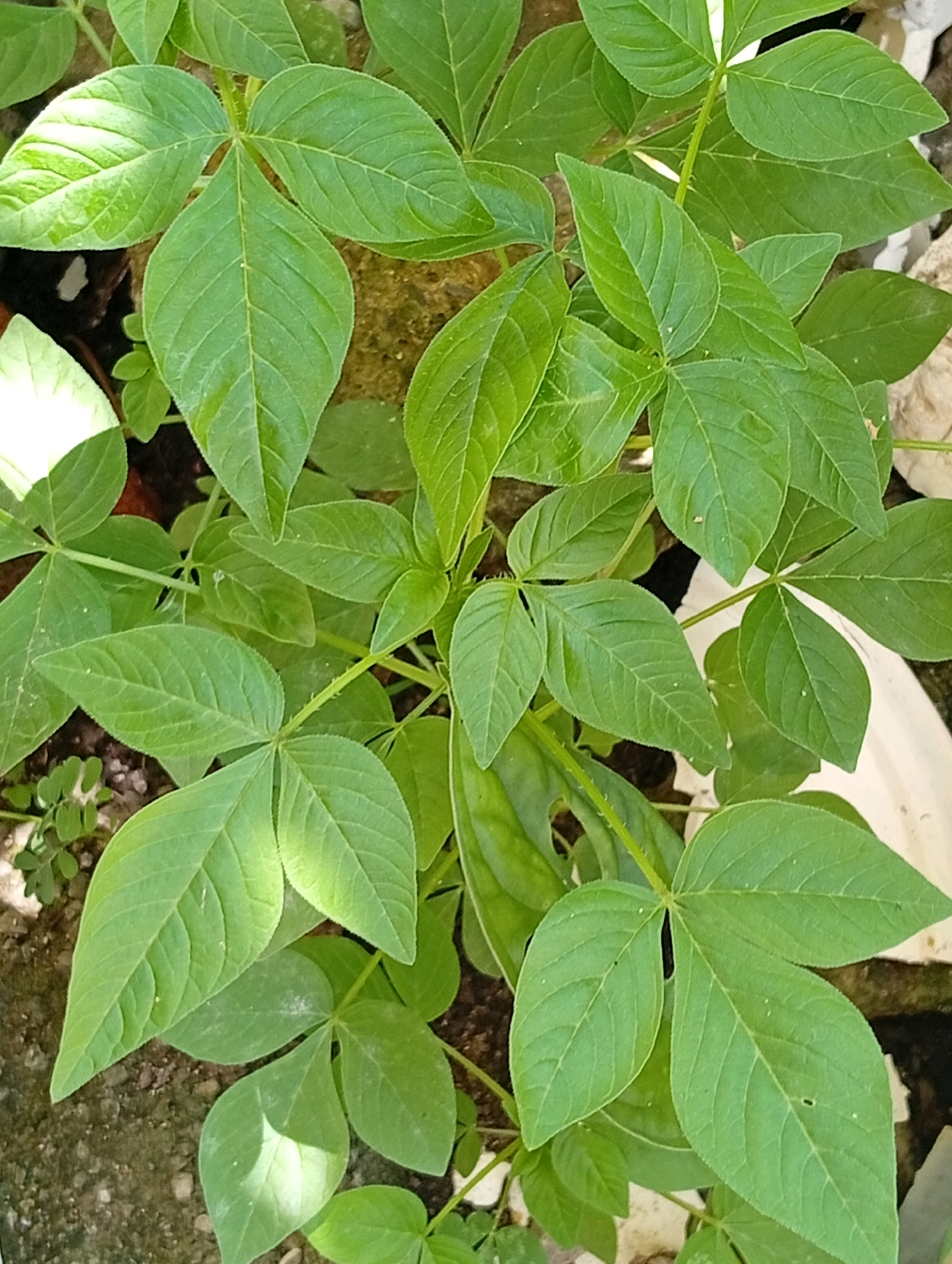 A top-down, medium shot captures a close-up of the vibrant green leaves of a plant. The leaves are trifoliate, meaning each leaf is composed of three leaflets, and they are arranged in a palmate pattern, radiating from a central point on the stem. The leaflets are ovate in shape with serrated edges and prominent veins. Some leaves exhibit a slight sheen, possibly due to moisture or natural oils. The stems are thin and appear to be covered in fine hairs. The background is a mottled mix of dark soil, rough concrete or stone surfaces, and a hint of white plastic, suggesting an outdoor environment, possibly in a garden or yard within the city of Gunungsitoli, Indonesia. The lighting is natural, casting subtle shadows and highlighting the textures of the leaves.