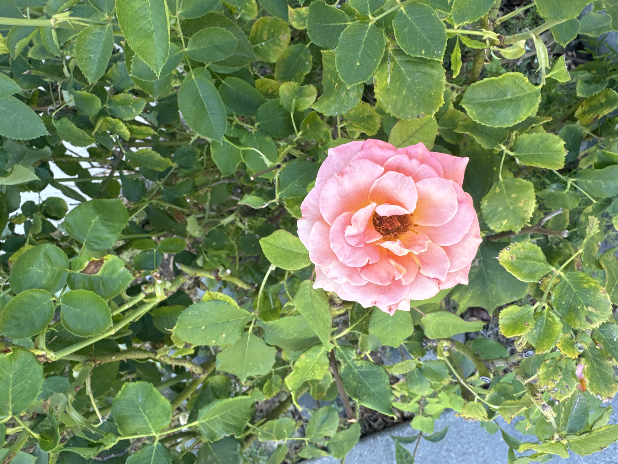 A close-up, overhead shot captures a single, fully bloomed pink rose amidst a dense backdrop of green rosebush leaves and stems. The rose's petals are a soft pink, with hints of peach and orange at its center, and its pistils are visible and dark brown. The leaves of the rosebush are varied in color from deep green to lighter, yellow-tinged shades, some showing signs of wilting or discoloration. Thorny stems are interspersed throughout the foliage. A sliver of a light gray, textured surface, possibly a sidewalk or pathway, is visible in the lower left corner. The image appears to be taken outdoors in a garden setting.