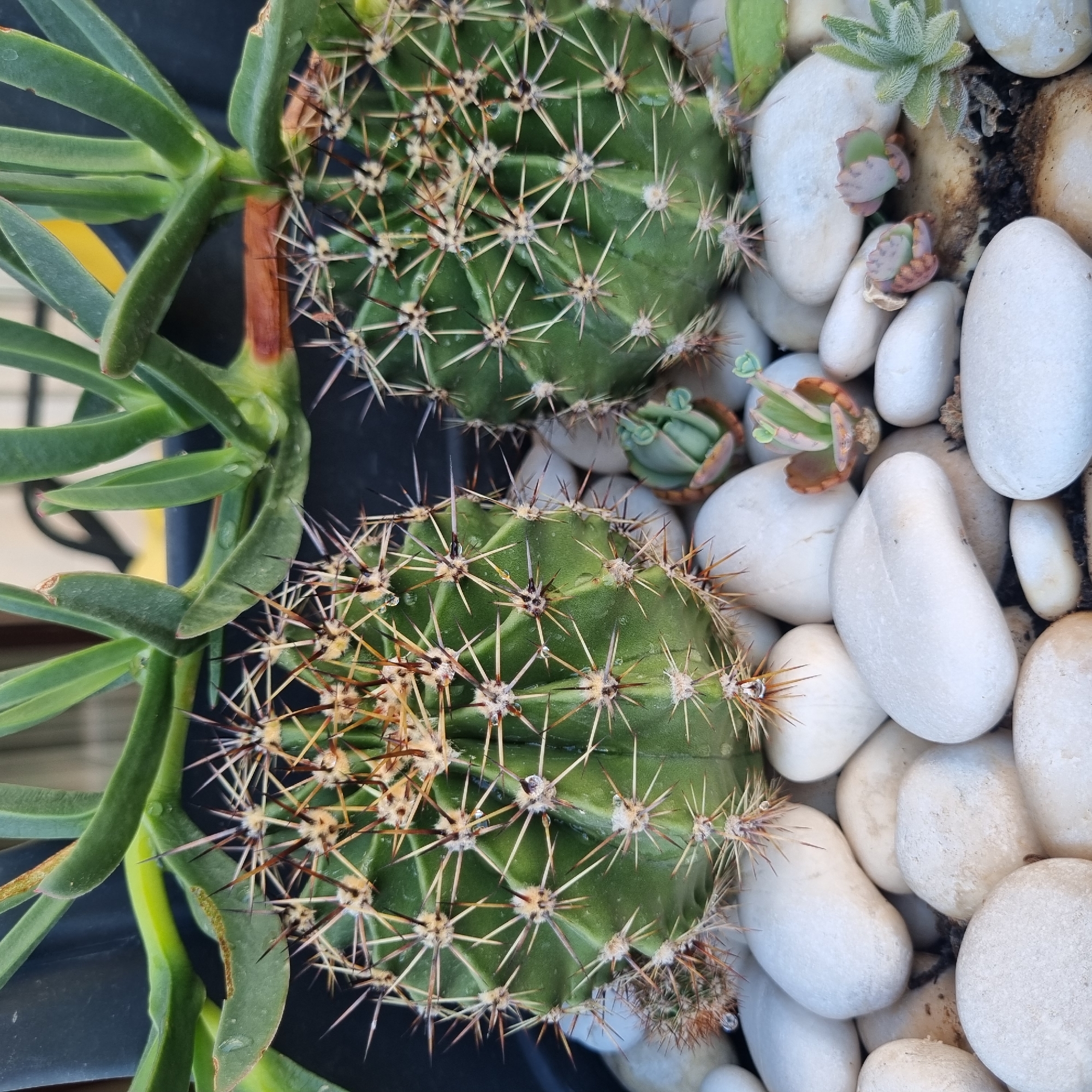 Two potted cacti, one larger and in the foreground on the left, the other smaller and to the right, are nestled amongst smooth white stones. The larger cactus is a vibrant green, studded with sharp, reddish-brown spines and delicate white fuzz. Tiny droplets of water glisten on its surface. The smaller cactus is also green and spiky, slightly out of focus. Behind the cacti, a succulent with long, flat, green leaves arches upwards. A few smaller succulents, with reddish-green leaves, are tucked in between the white stones near the base of the cacti. The setting appears to be an outdoor plant pot, possibly on a balcony or patio, given the background elements which suggest an urban environment. The specific location within Konyaaltı, Turkey, cannot be determined from the visual information alone. The lighting suggests daylight. There are no people or animals present. The composition is a close-up, detailed view of these desert plants.