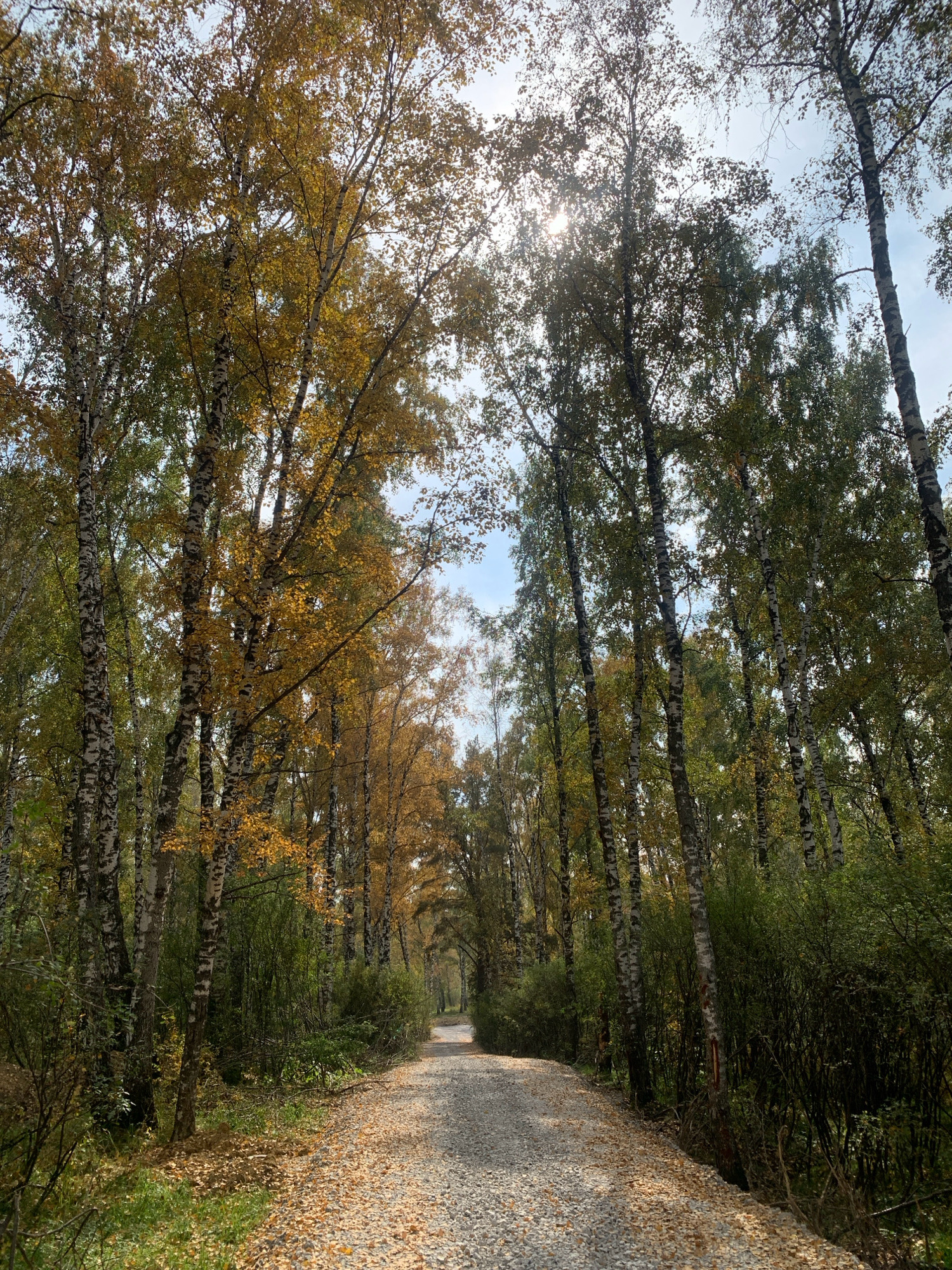 The image depicts a gravel pathway lined with birch trees exhibiting autumn foliage. The trees on the left are predominantly yellow and orange, while those on the right are a mix of green and yellow. The pathway is covered with fallen leaves, suggesting the season. The sky is partly cloudy with the sun peeking through the trees, casting dappled light. The overall scene is one of a natural park or forest trail. It is not possible to identify the specific location within Prokopyevsk, Russia, from the image alone. There are no people, animals, or specific man-made structures visible besides the pathway.
