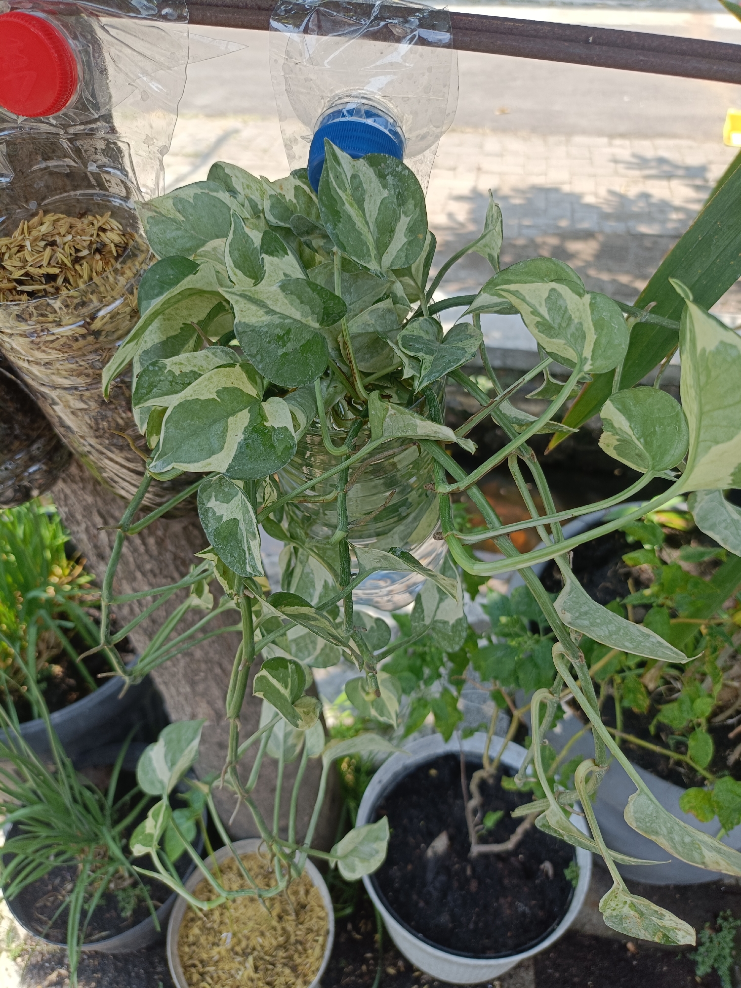 In the city of Kediri, Indonesia, an overhead shot captures a close-up view of a Pothos plant, Epipremnum aureum, exhibiting variegated green and white leaves. The plant is housed in a repurposed clear plastic bottle, which serves as a makeshift planter. This bottle is suspended alongside another plastic bottle, the latter containing what appears to be rice husks. The scene is set outdoors, with sunlight casting shadows on a paved ground in the background. Several other potted plants are visible, suggesting a garden or a collection of plants. The overall impression is one of resourceful urban gardening, utilizing recycled materials.