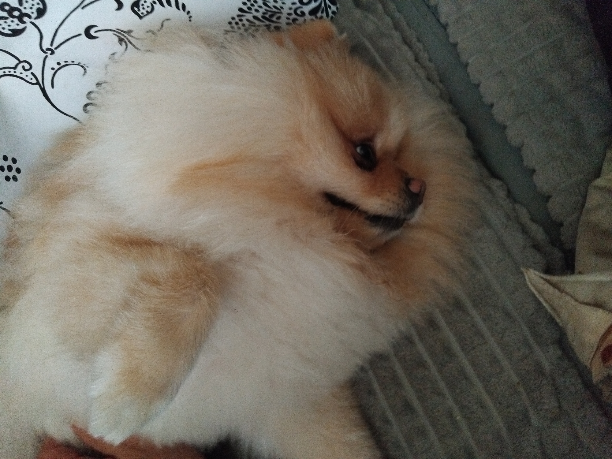 A close-up, high-angle shot shows a Pomeranian dog lying on a bed. The dog has long, fluffy, light brown and white fur, with a black nose, closed mouth, and one visible brown eye. It is lying sideways with its head turned towards the viewer. The dog rests on a gray blanket with a ridged texture. To the left of the dog is a bedsheet with a white background and a black floral pattern. The location is Apriltsi, Bulgaria.