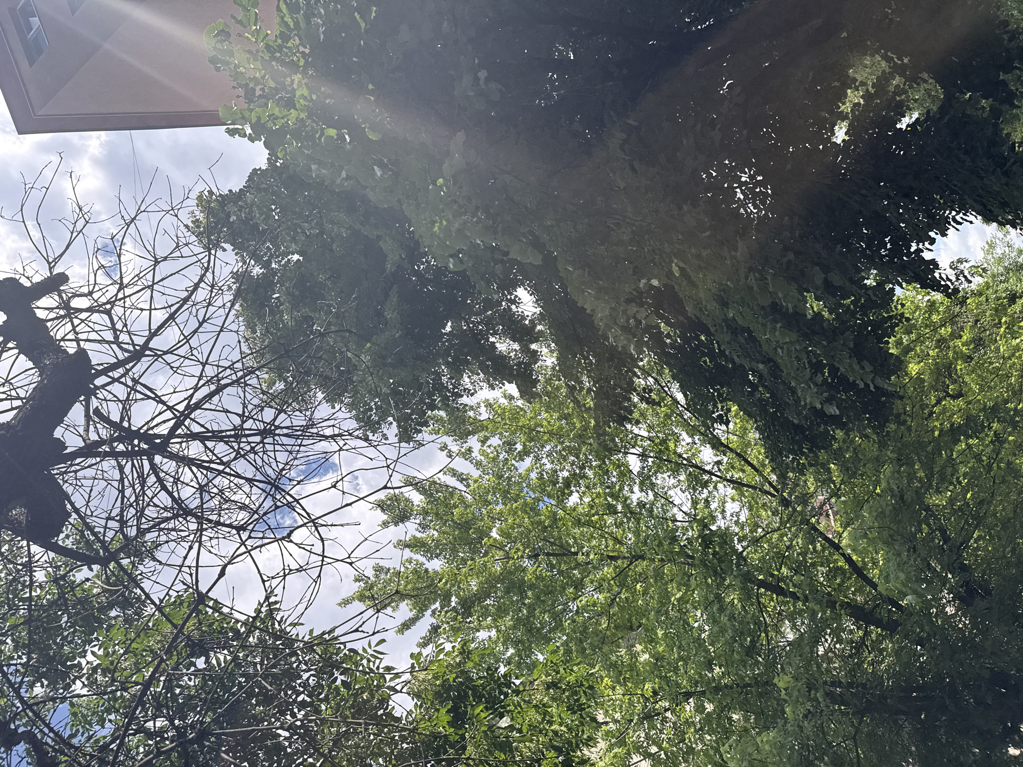 The image shows an upward view of a scene in Plovdiv, Bulgaria, featuring a variety of trees, foliage, sky, and a partial view of a building. The sky is visible through the branches of the trees, displaying light blue patches with scattered white clouds. There is a mix of bare branches and trees covered in green leaves, suggesting different species or seasonal changes. The corner of a light-colored building is visible at the top of the frame, and the sun is shining, creating rays of light filtering through the leaves. No people are visible.