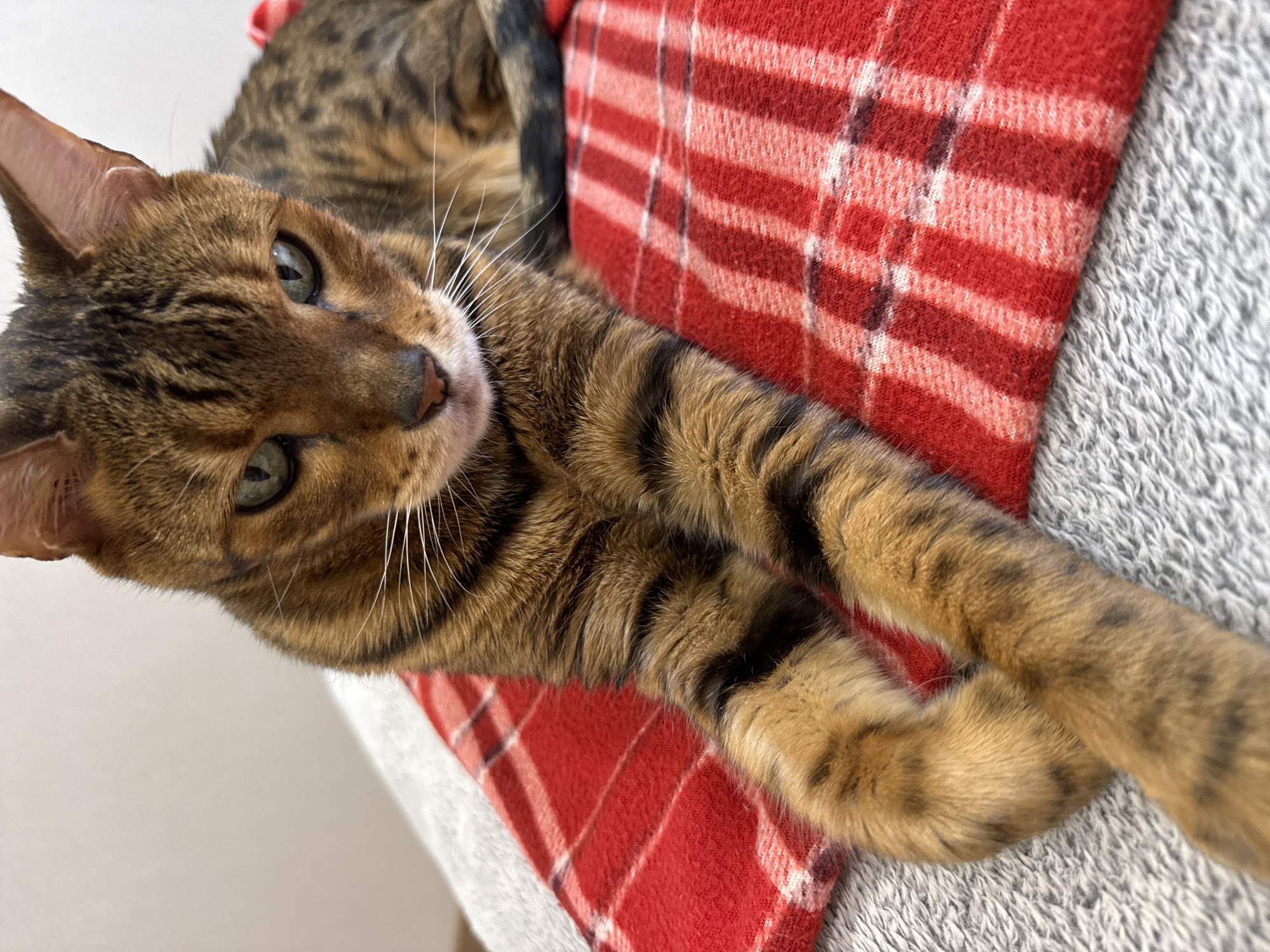 A close-up, eye-level shot shows a Bengal cat with golden-brown fur and black stripes resting on a red and white plaid blanket, which is on top of a grey fuzzy surface. The cat is looking directly at the camera with its paws crossed in front of its chest. The background is a plain white wall.