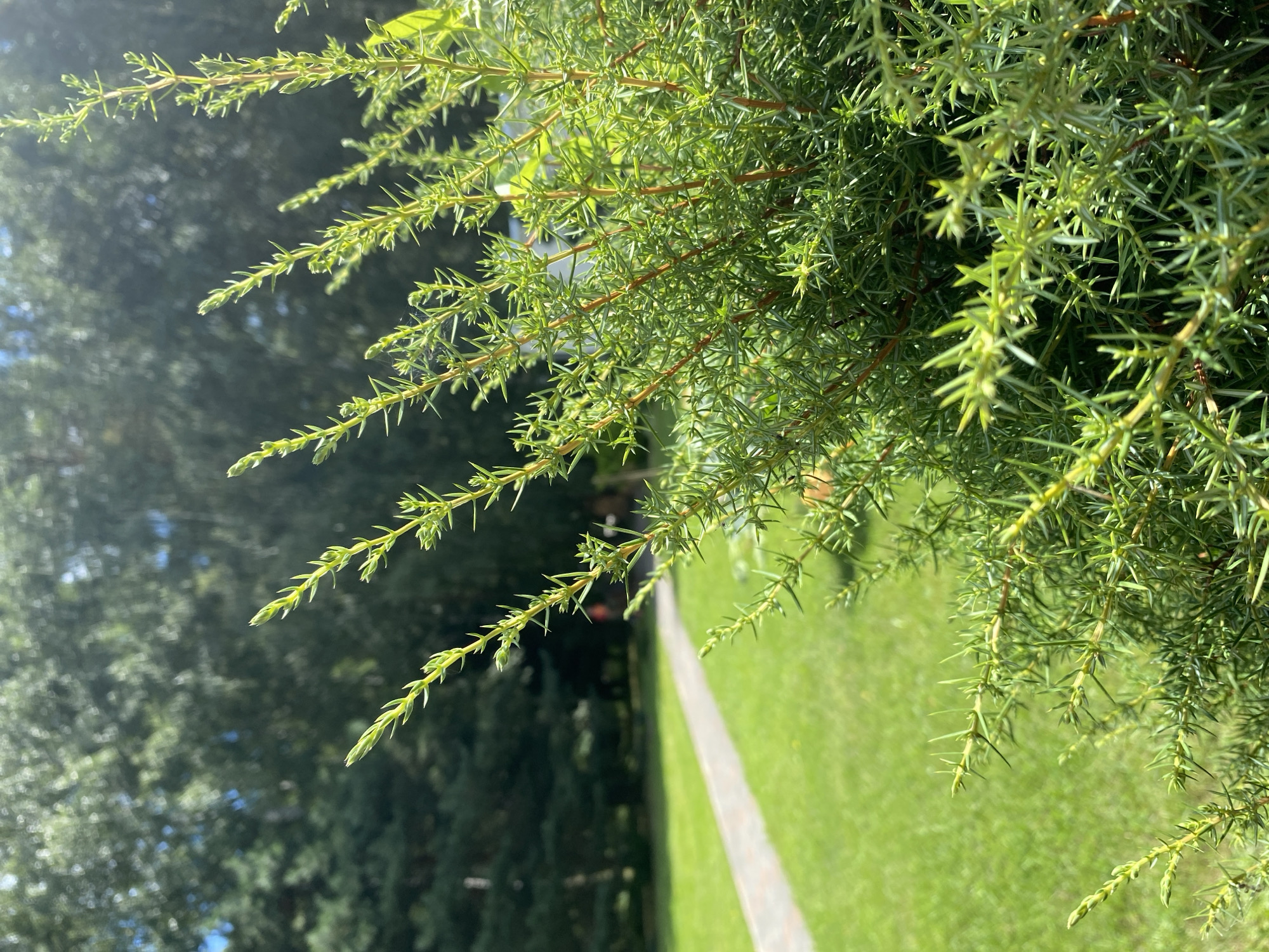 A close-up, low-angle shot captures the vibrant green needles of a juniper bush in the foreground. Sunlight filters through the foliage, creating bright highlights and casting soft shadows. The needles are sharp and pointed, arranged along slender, reddish-brown stems. In the background, a neatly manicured lawn stretches out, bordered by a light-colored paved path that curves gently to the left. Beyond the lawn, a dense line of mature trees forms a dark green backdrop, their leaves blurred by the shallow depth of field. The overall scene suggests a well-maintained garden or park environment on a sunny day. The location is identified as Зимородок Днп, Russia.