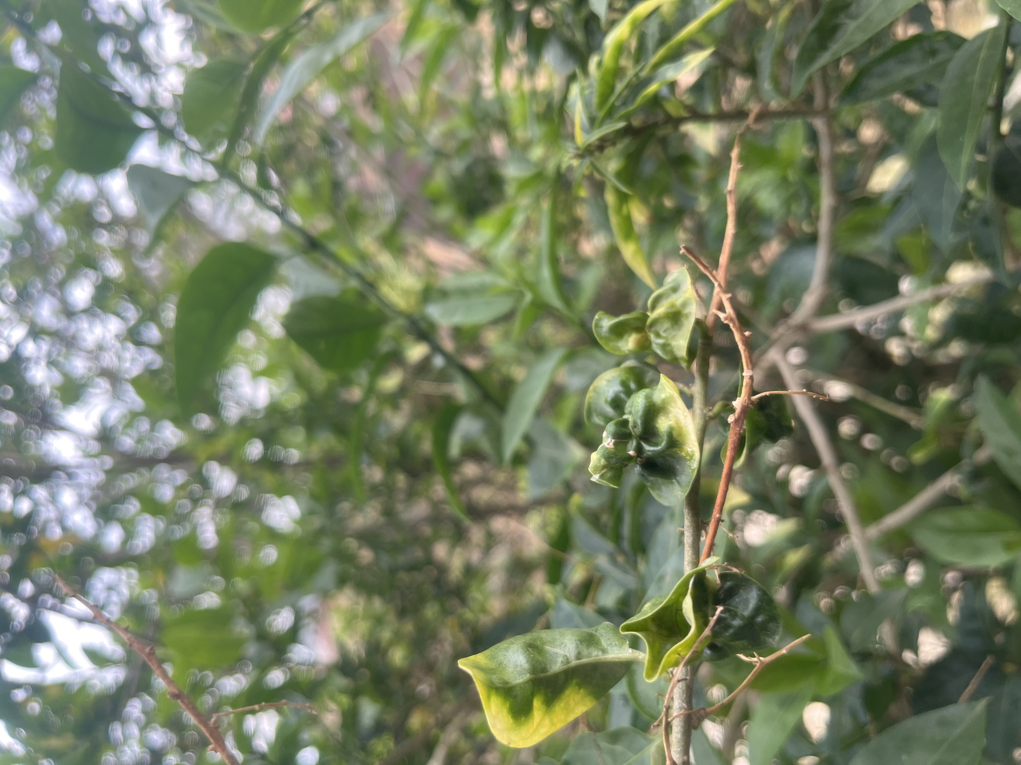 The image displays a close-up view of green leaves and branches of a plant, with a shallow depth of field creating a blurred background of more foliage and bokeh lights. In the foreground, several leaves exhibit unusual curling and a yellowish discoloration on some edges. The leaves are attached to thin, brown branches. The overall impression is of an outdoor natural setting, likely a garden or bush, within Barakin Akawo, Nigeria. No people or specific actions are depicted.