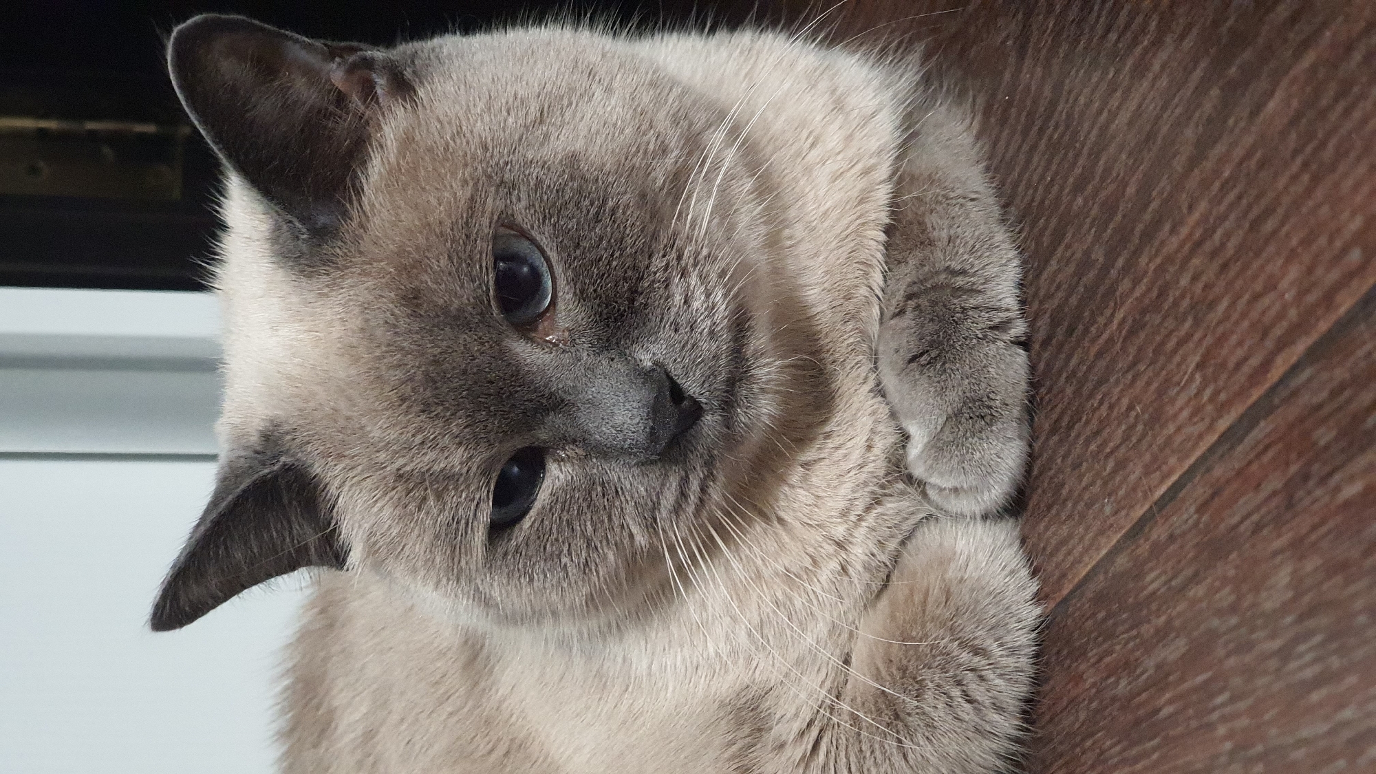 A close-up, eye-level shot captures a domestic shorthair cat with a pale cream coat and darker points on its face, ears, and paws. The cat's blue eyes are partially closed, and its front paws are tucked neatly beneath its chest. The cat is resting on a dark wood floor, which appears to be laminate or hardwood. In the background, a light-colored wall is visible, along with a dark vertical element, possibly a door or furniture. The image does not provide any information that would allow for the determination of its location within the city of Krasnoyarsk, Russia.