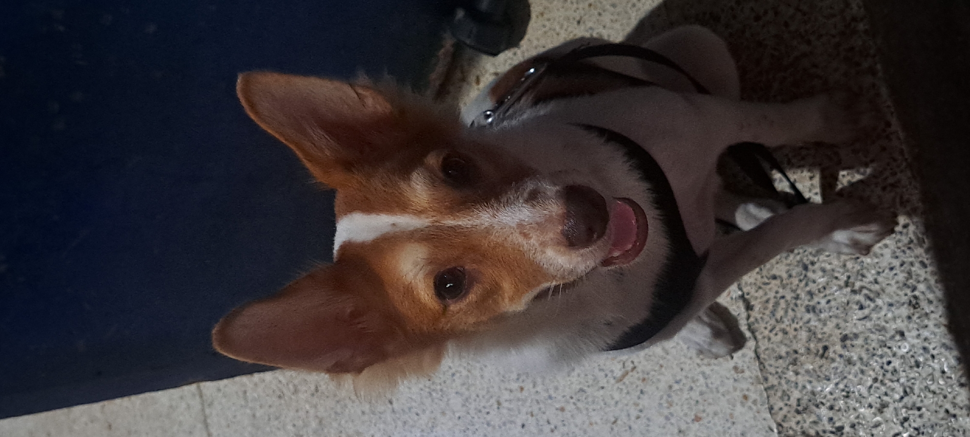 A medium shot captures a small dog with tan and white fur, sitting on a speckled, textured surface that appears to be pavement or a similar outdoor material. The dog is facing the camera, with its mouth slightly open, revealing its pink tongue. It has large, erect ears and dark eyes. The dog is wearing a black harness. Behind the dog, a dark blue vertical surface is visible, possibly a wall or a large object. The overall lighting suggests it is either dusk or an indoor setting with artificial light. The location is identified as Mandaluyong City, Philippines.