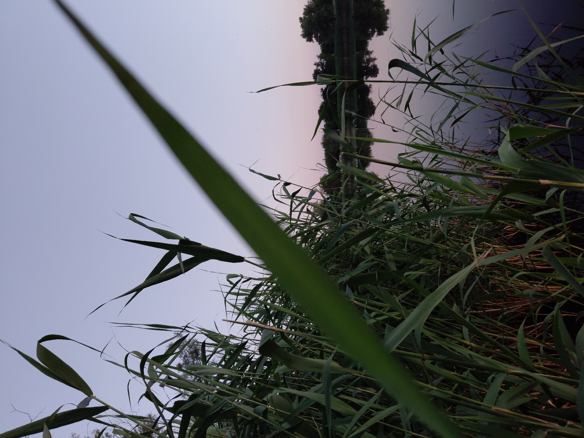In Ustyvytsia, Ukraine, a body of water reflects the pale sky and the silhouettes of trees on the opposite bank. Reeds and tall grass dominate the foreground, their green blades casting shadows and creating a sense of depth. One prominent blade of grass, blurred and out of focus, diagonally bisects the frame from the lower left to the upper right, adding a dynamic element to the composition. The overall atmosphere is serene and twilight-like.