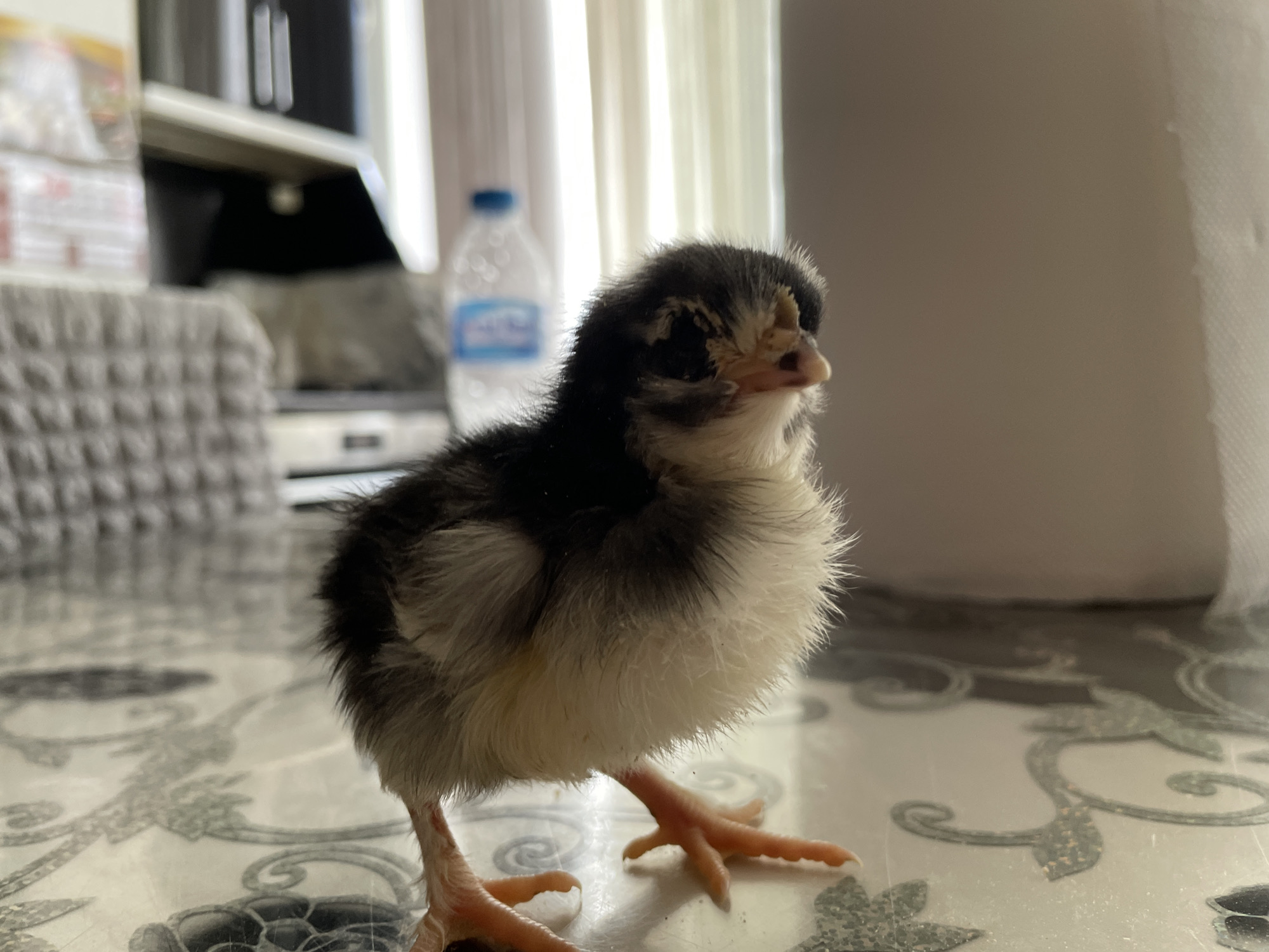 A close-up, eye-level shot shows a small, fluffy black and white chick standing on a patterned surface. The chick's head is turned slightly to the right, revealing its beak and curious eyes. Its downy feathers are a mix of black, white, and tan, with patches of lighter fluff around its neck and belly. The chick's tiny orange legs and feet are clearly visible as it balances on the table. In the blurred background, a white plastic water bottle with a blue cap stands on a shelf, and a light-colored curtain is visible. The surface the chick is standing on appears to be a table with an ornate, repeating pattern of grey and black floral motifs. The overall lighting is soft and natural, suggesting an indoor setting. The image does not contain any specific elements that would indicate its location in Zlatograd, Bulgaria.