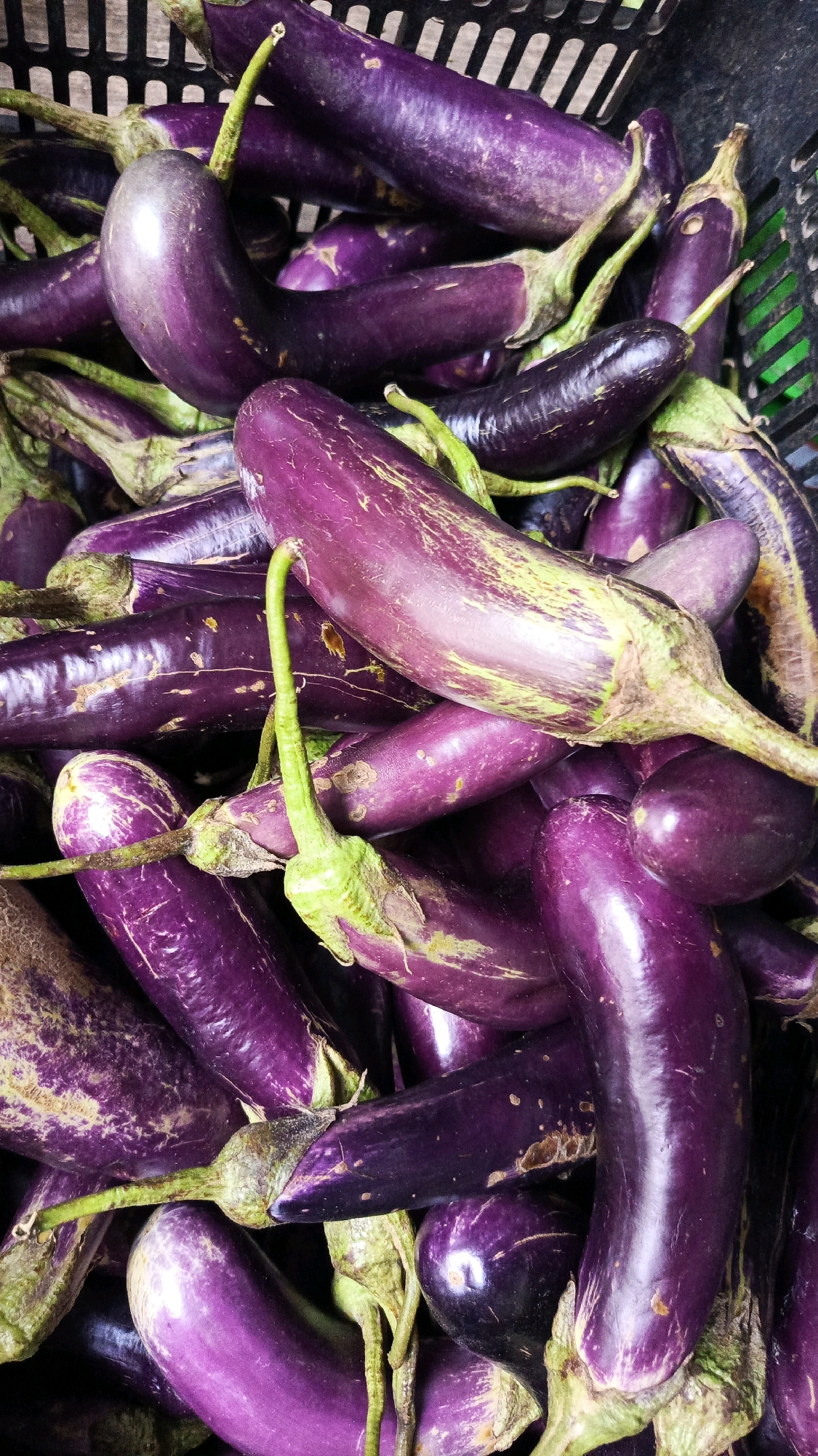 A vertical, close-up, eye-level shot shows a pile of purple eggplants in a black plastic basket. The eggplants are long and slender with green stems. Some have faint white stripes. The basket is full, with eggplants spilling over the sides. The background is a dark blur, with hints of green and grey. The image was likely taken at a market in Kadipaten, Indonesia, given the variety of produce commonly found there.