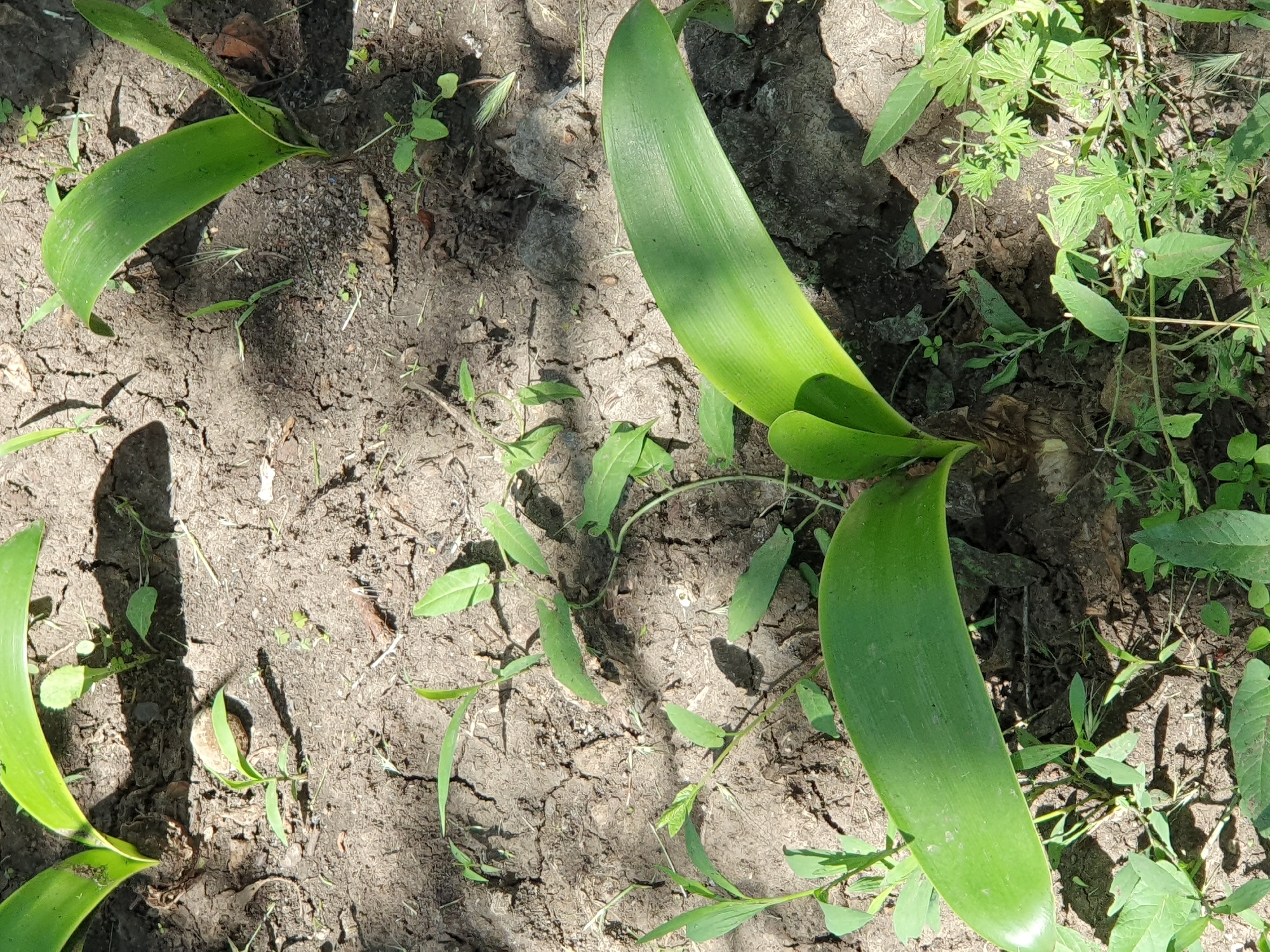 A close-up, high-angle shot shows young green plants emerging from dry, cracked soil in Novoivanivka, Ukraine. The sun casts shadows across the ground, highlighting the texture of the soil and the delicate leaves of the plants. The scene is dominated by lush green foliage, with large, broad leaves of larger plants interspersed with smaller, more delicate seedlings and weeds. The overall impression is one of new growth and the resilience of nature in a somewhat arid environment.