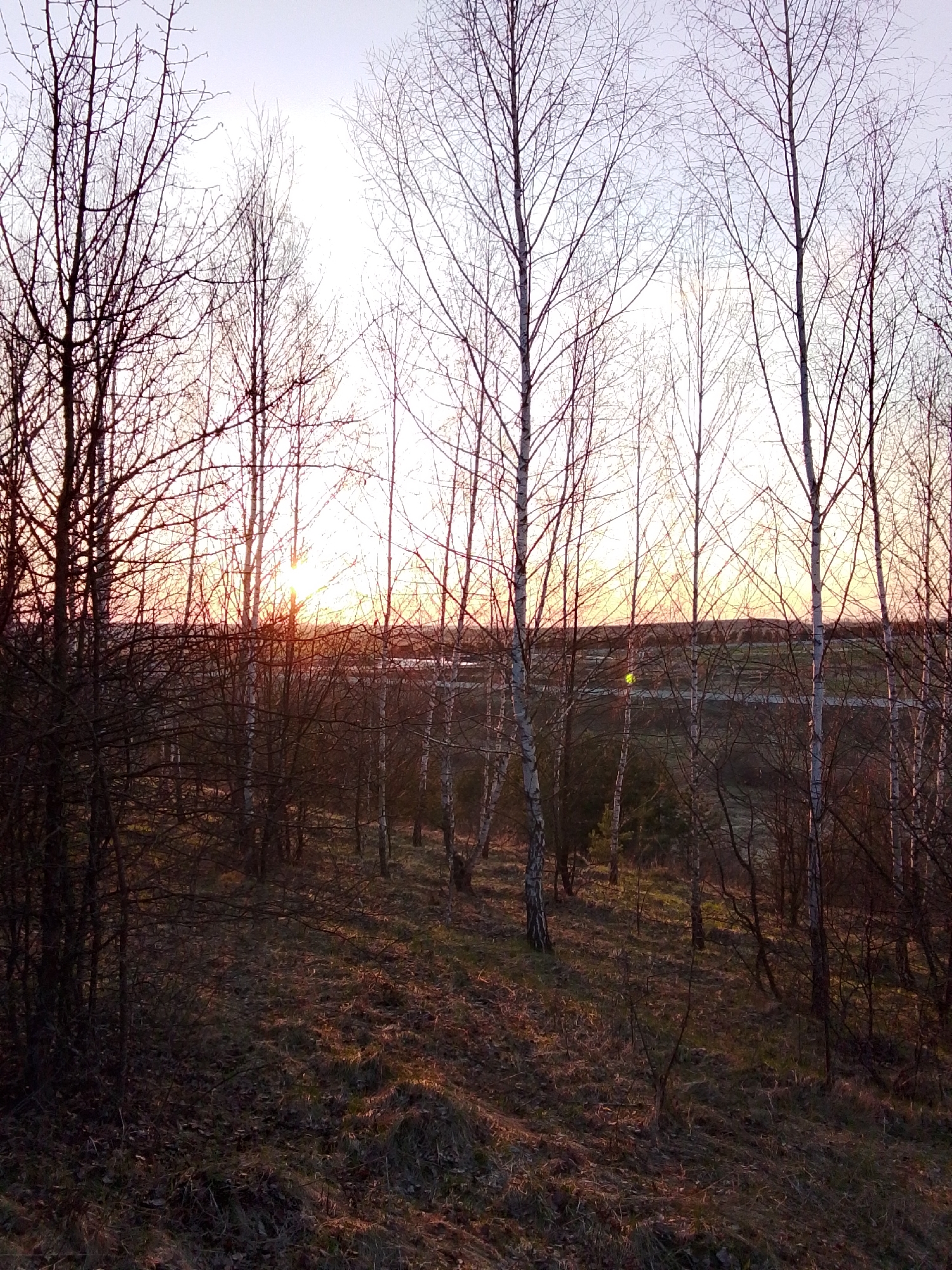 The image presents a tranquil outdoor scene, capturing a sparse woodland or forest edge bathed in the warm light of either sunrise or sunset. Numerous bare deciduous trees, primarily birches with their distinctive white bark and other trees with dark, slender branches, dominate the composition, their intricate network of branches silhouetted against the bright sky.
The sun is a prominent feature, peeking through the tree branches on the left side of the frame, casting a golden glow across the scene and illuminating parts of the ground. The sky exhibits a gradient of colors, from a bright, warm yellow and orange near the horizon where the sun is, transitioning to lighter pinks and pale blues higher up.
In the foreground and mid-ground, the ground slopes gently downwards, covered with dry, natural vegetation, including patches of straw-colored grass, fallen leaves, and some darker undergrowth. The bare trees suggest the season is likely late autumn, winter, or early spring. Beyond the immediate tree line, a flatter landscape is visible in the distance, possibly fields or open terrain, also touched by the warm light.
The scene conveys a sense of peaceful solitude and the quiet beauty of nature at a transitional time of day. There are no people, man-made objects, or visible text in the image.