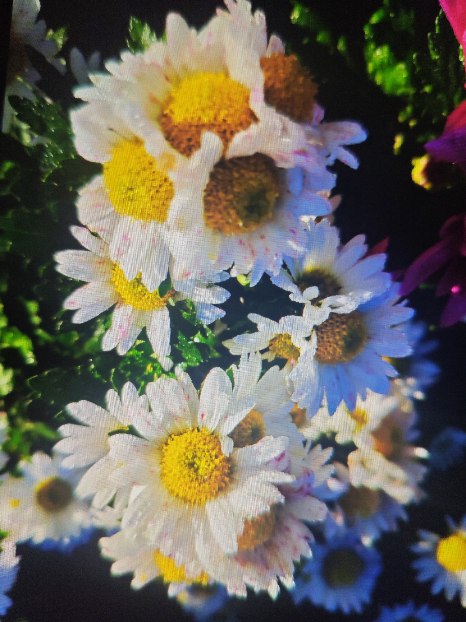 The image displays a close-up, vertically oriented view of a cluster of white chrysanthemums with yellow centers. Several flowers are in sharp focus, revealing delicate white petals with pink speckles and dew drops. The background is dark and blurred, with hints of green foliage and the indistinct shapes of other flowers, including a dark magenta one on the right. The scene appears to be an outdoor setting, possibly a garden or a floral arrangement. There are no people or specific landmarks visible that would allow for identification of the location as Krasnaya Polyana, Russia.